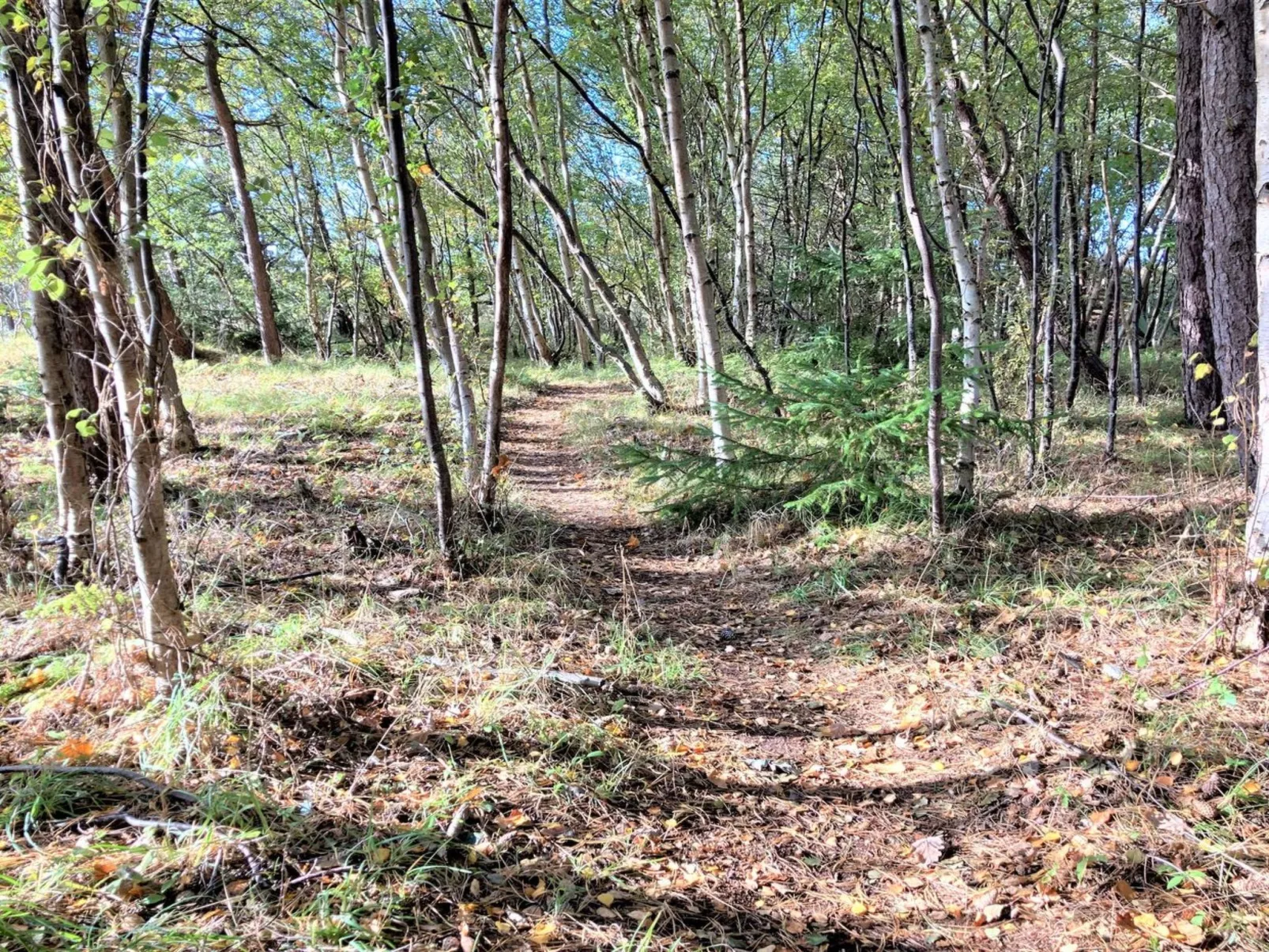 "Osa" - 150m from the sea-Draußen