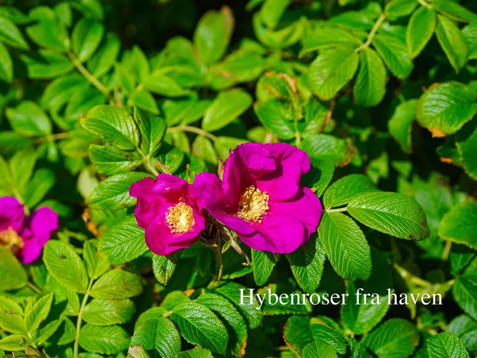 "Ingwald" - 50m from the sea-Outside