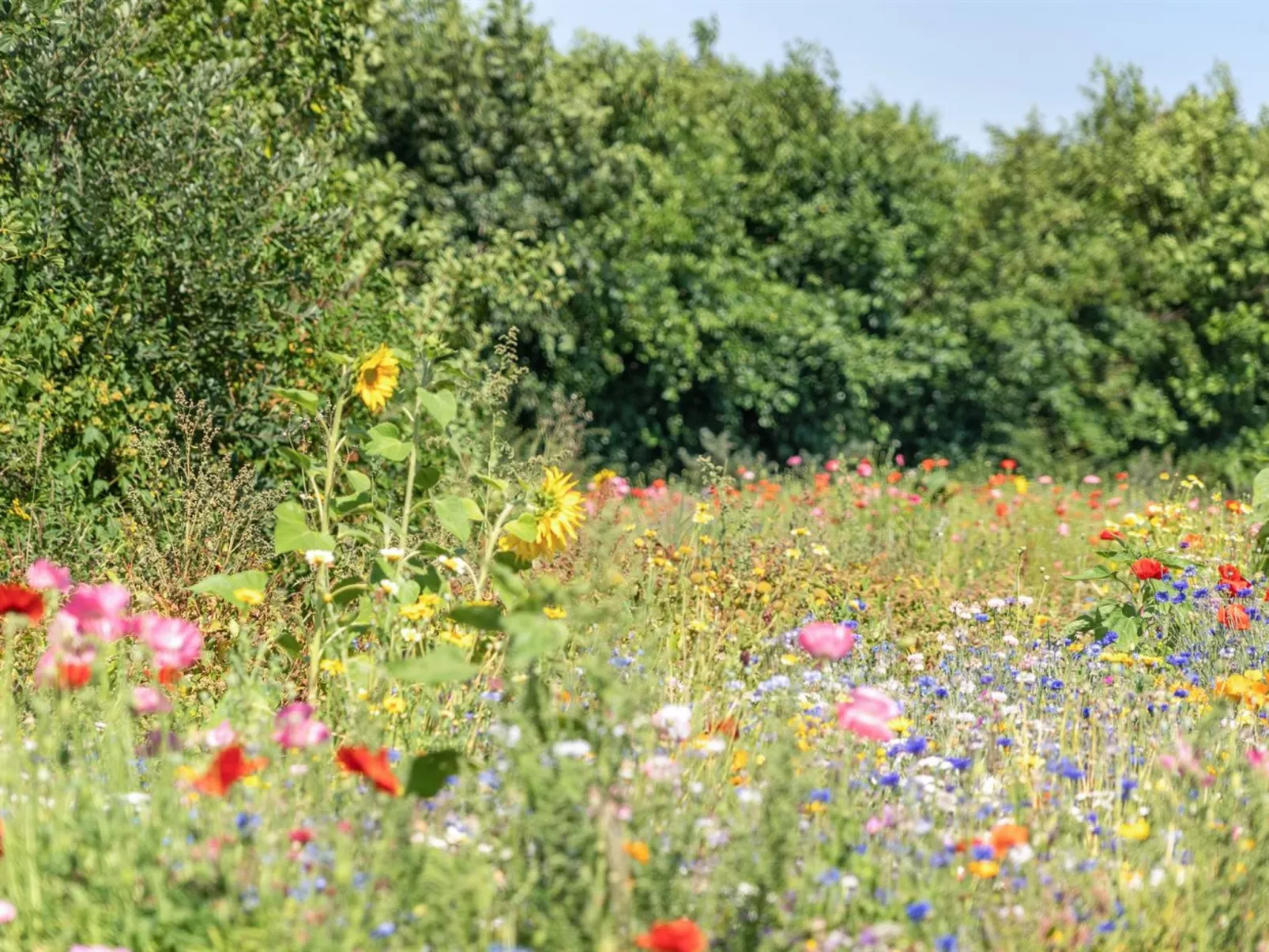 "Richard" - 4km from the sea-Dehors