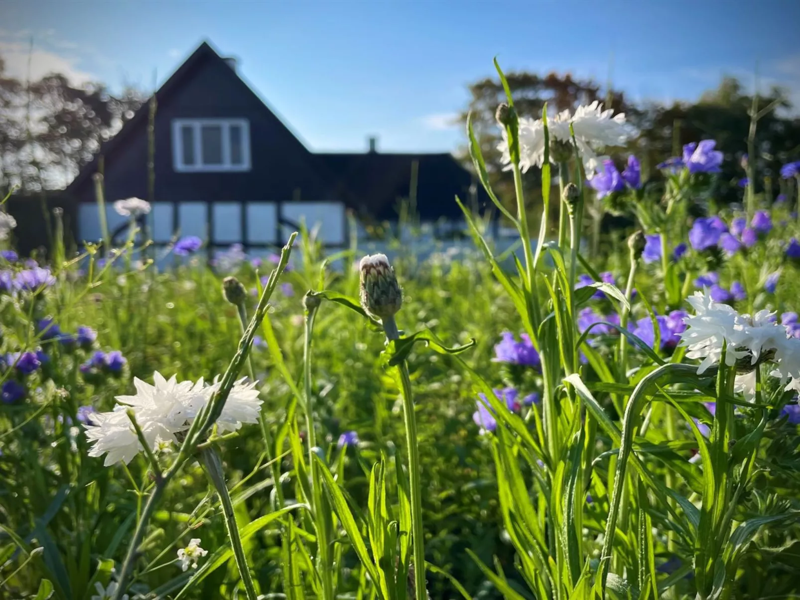 "Ilkka" - 220m from the sea-Outside