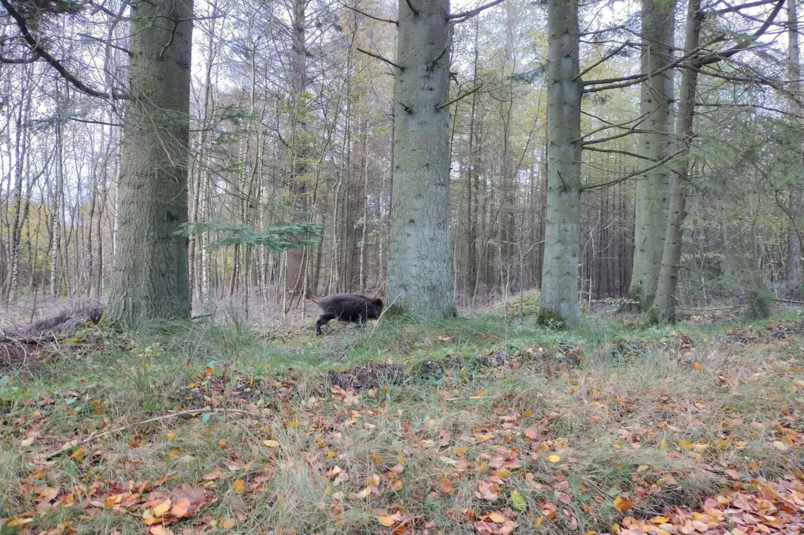 Maison de vacances dans le Jutland central-Non tagué