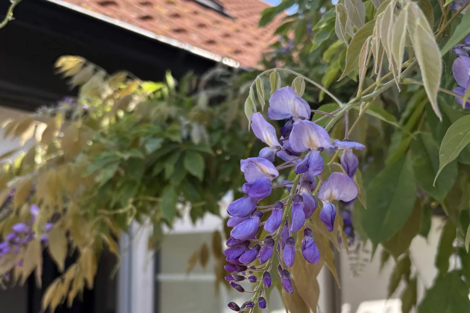 5 etoiles maison de vacances a Löderup-Extérieur