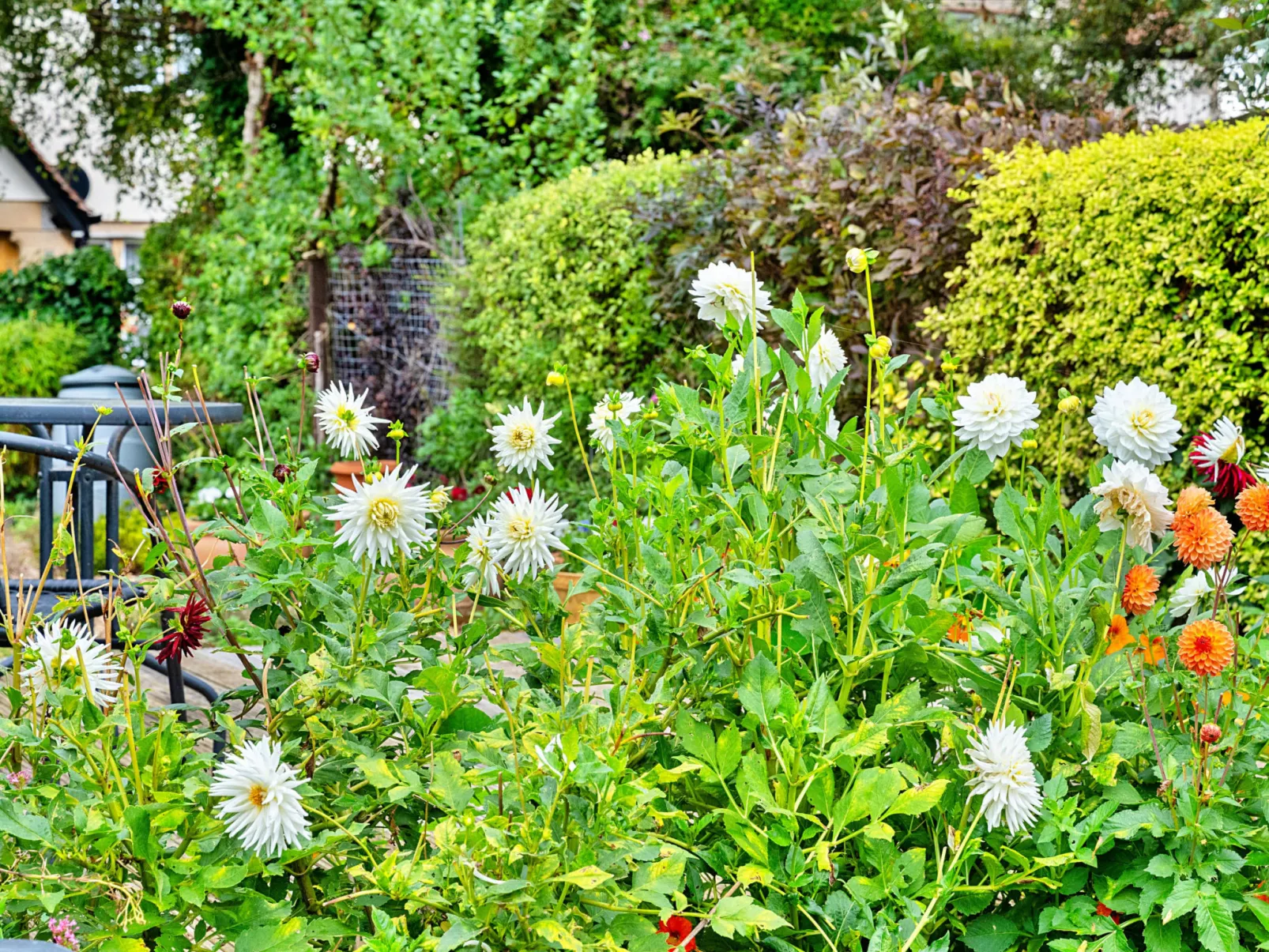 Clematis Cottage-Draußen