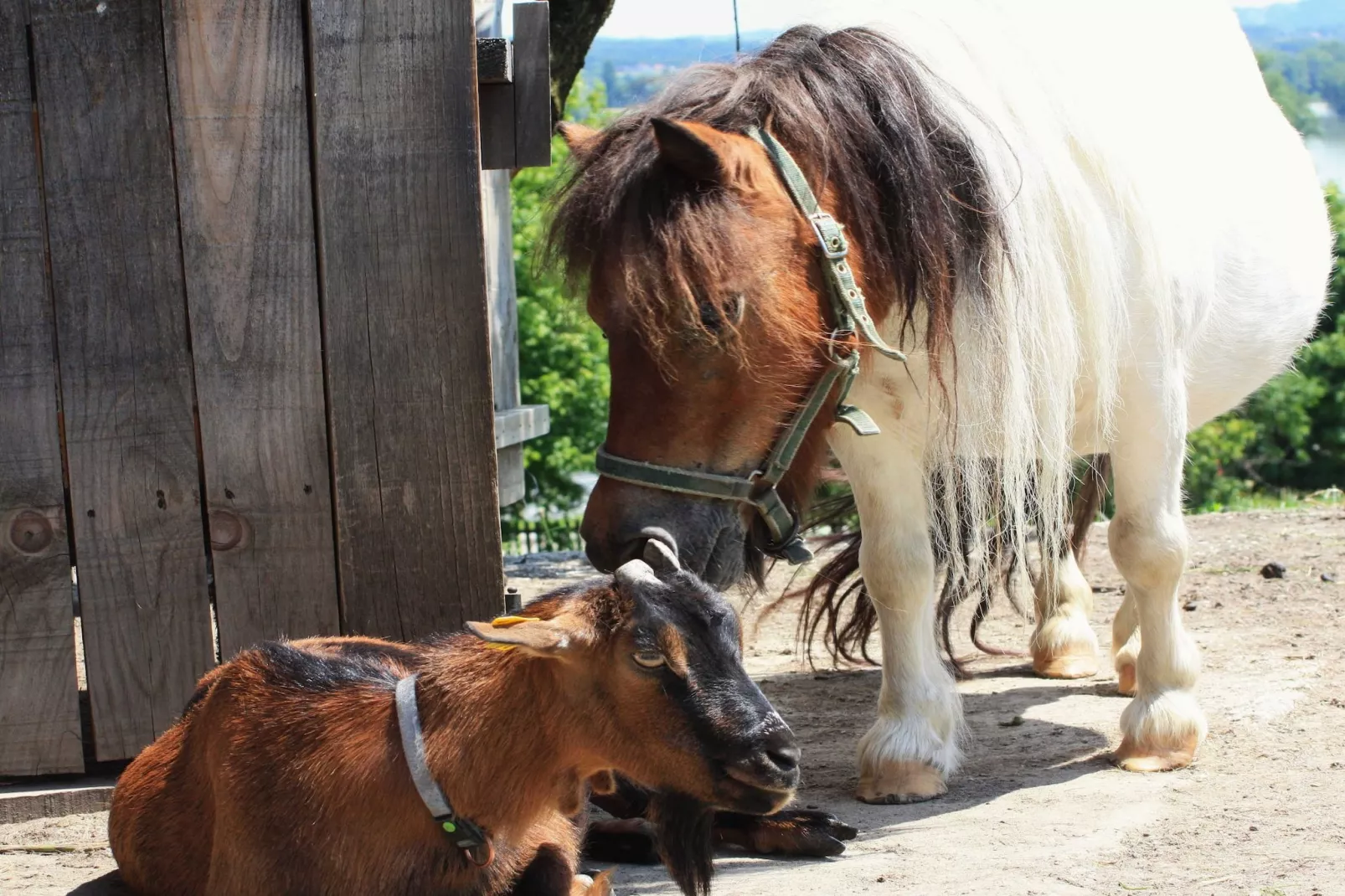 Zevnik Quiet Retreat with Stunning Views and Equestrian Activities - Triple Room with Private  Bathroom-Outdoor