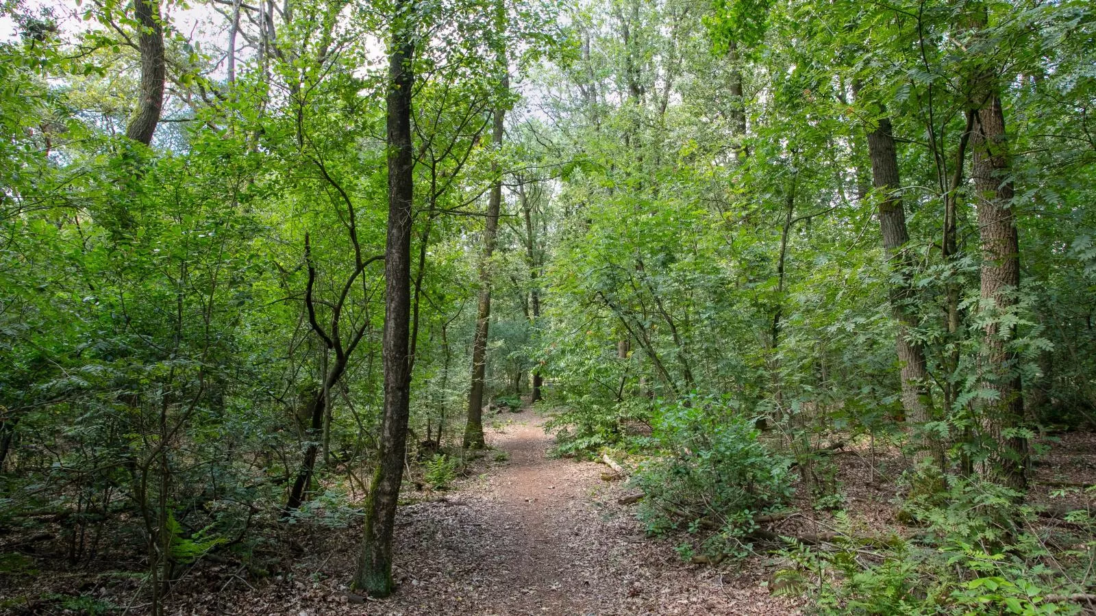 Bij ons Tinie-Areas summer 5km