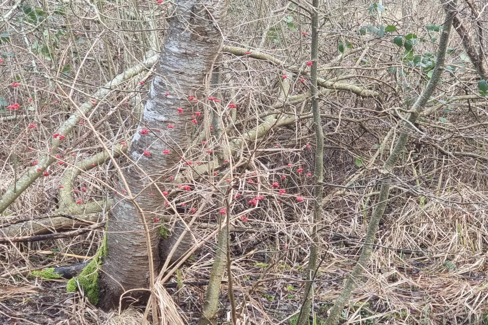 Maison de vacances pour 6 a Ebeltoft-Non tagué