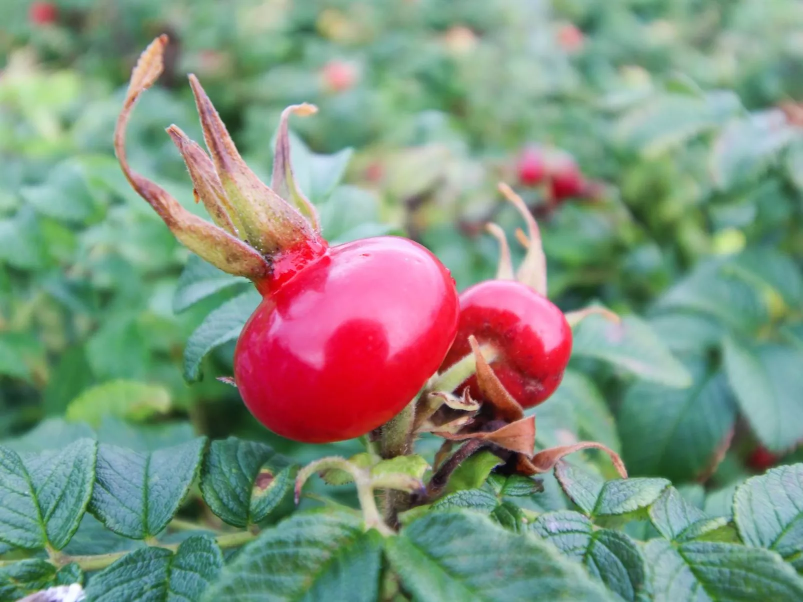 "Radojka" - 75m from the sea-Draußen