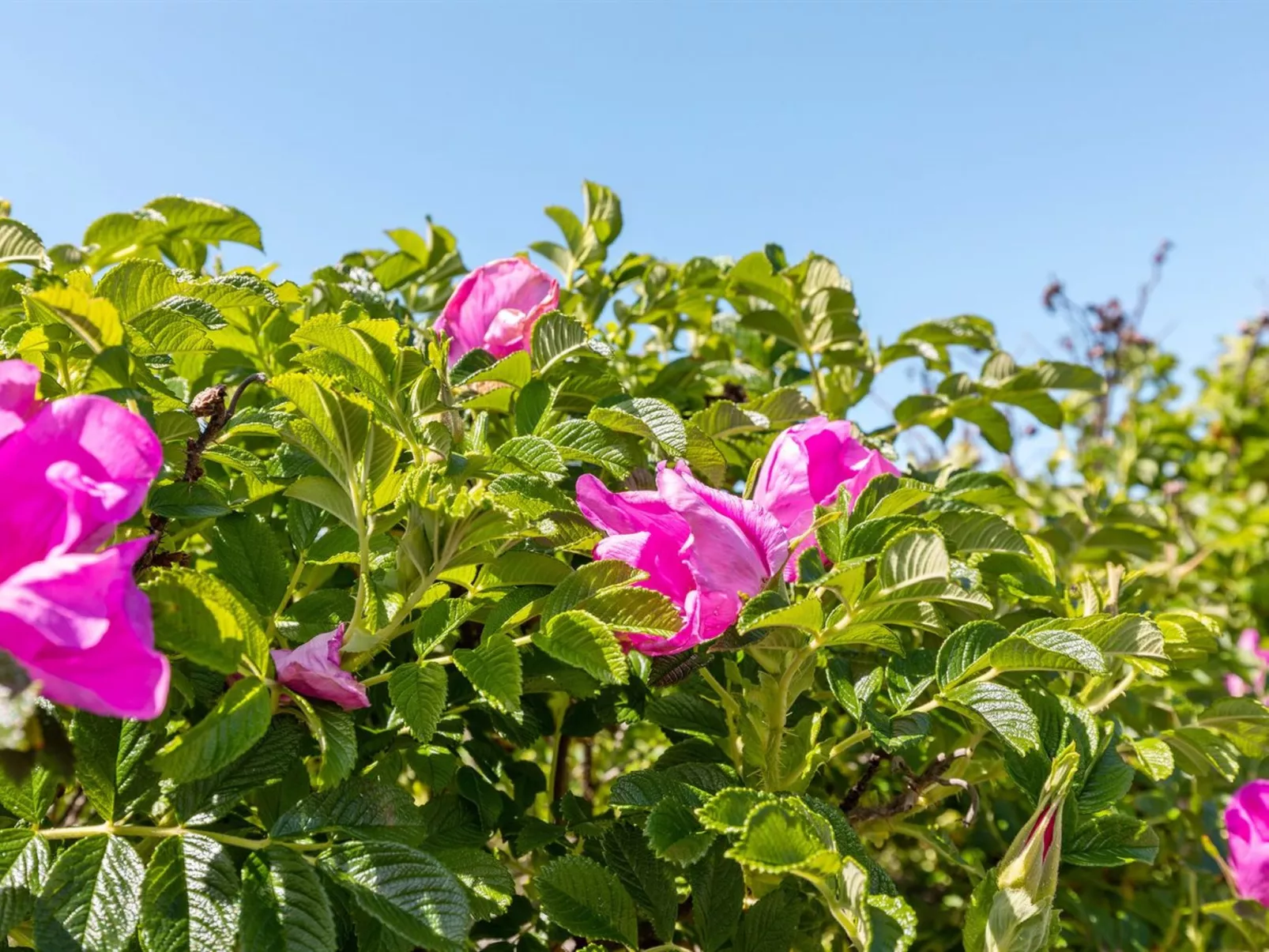 "Lahja" - 400m from the sea-Dehors