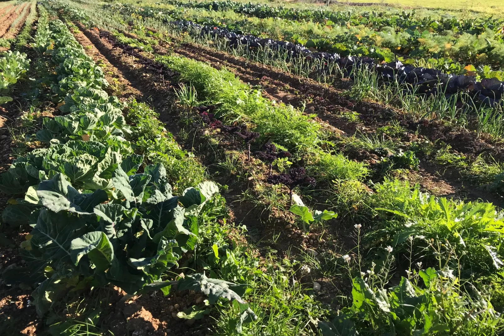 Can Serra-Areas within 5km in summer