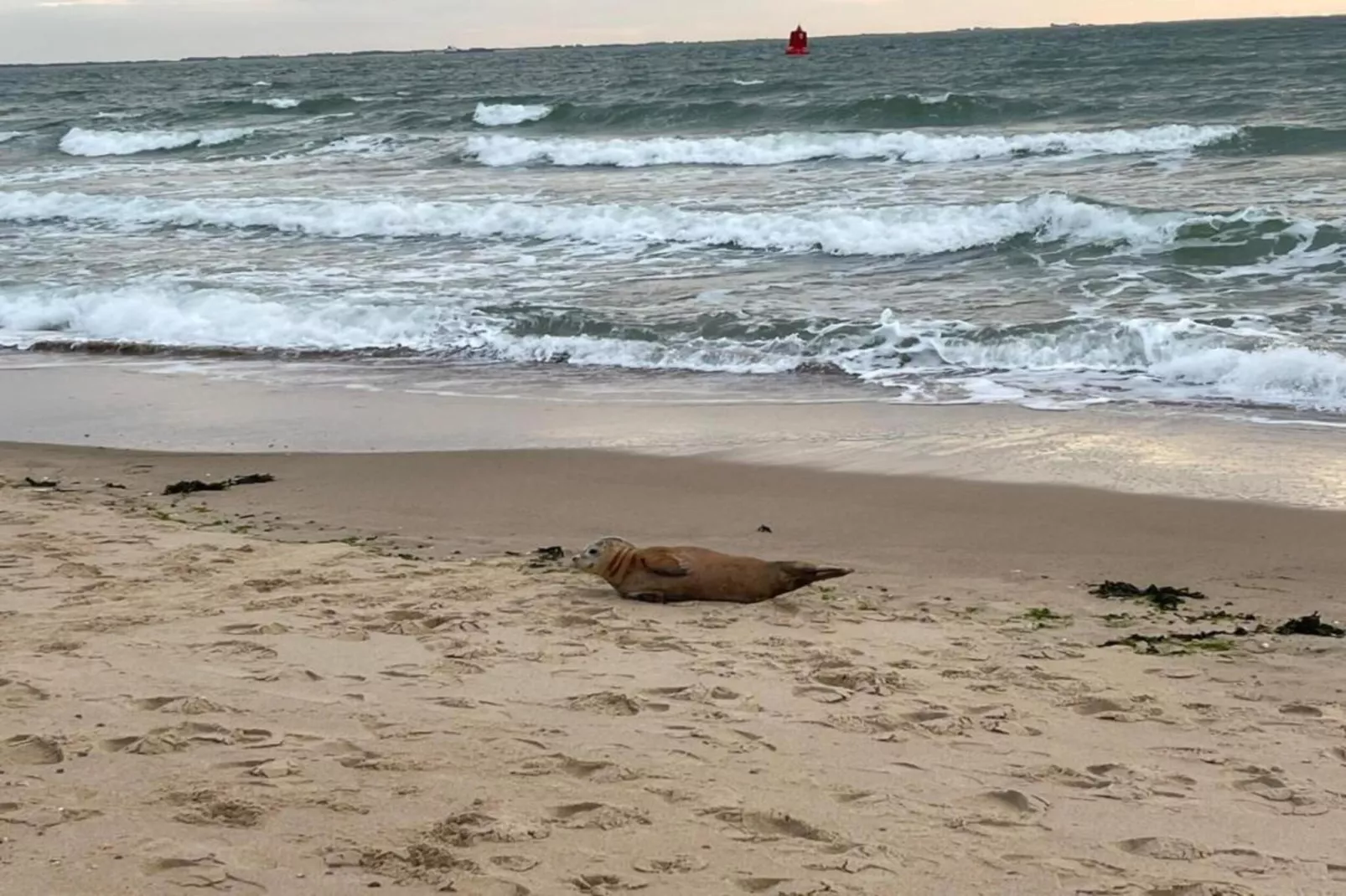 Appartement Duinhof Dishoek 13N - 6 personen-Zones été à 20 km