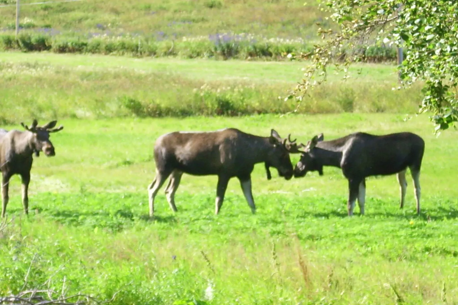 9 Personen Ferienhaus in Mosvik-By Traum-Nicht zugeordnet