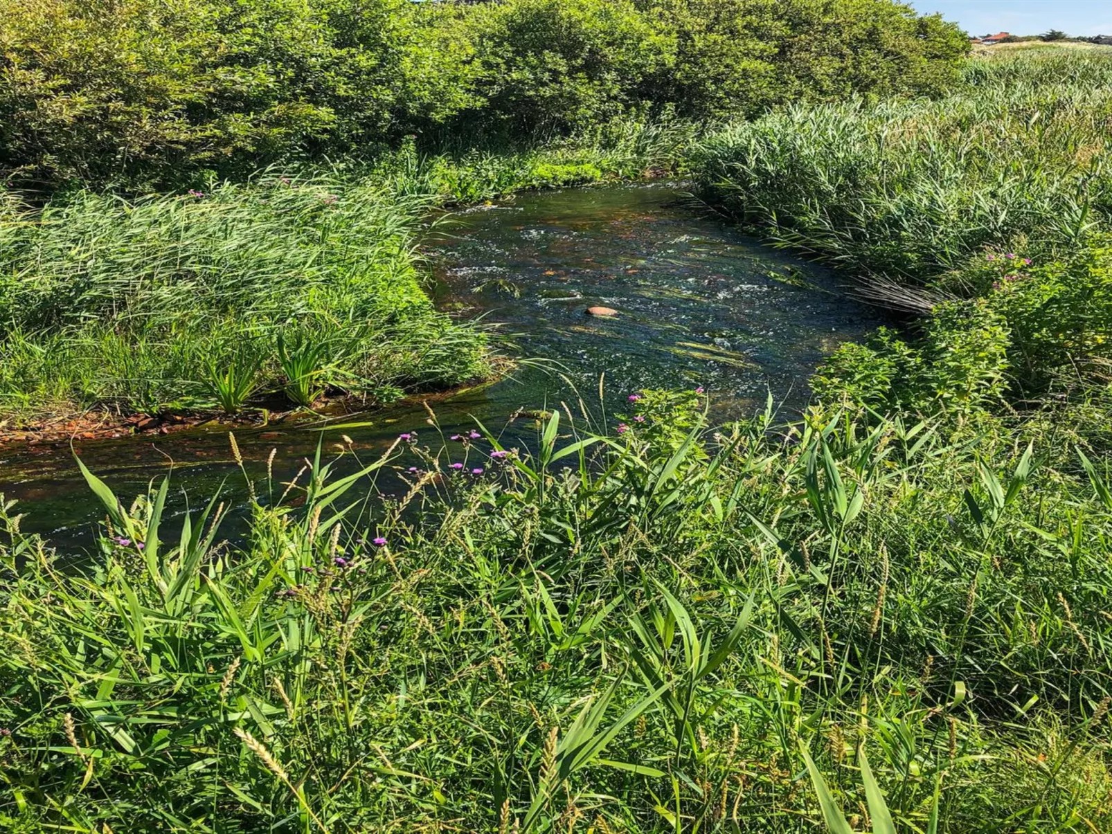 "Lökea" - 800m from the sea-Draußen