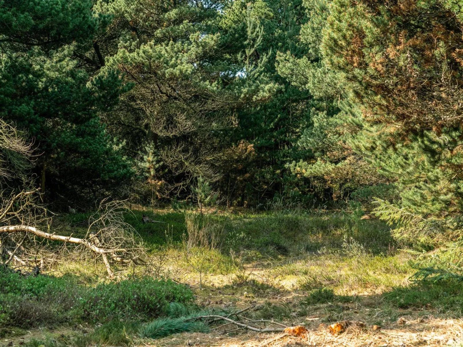 "Herborg" - 1km from the sea-Outside