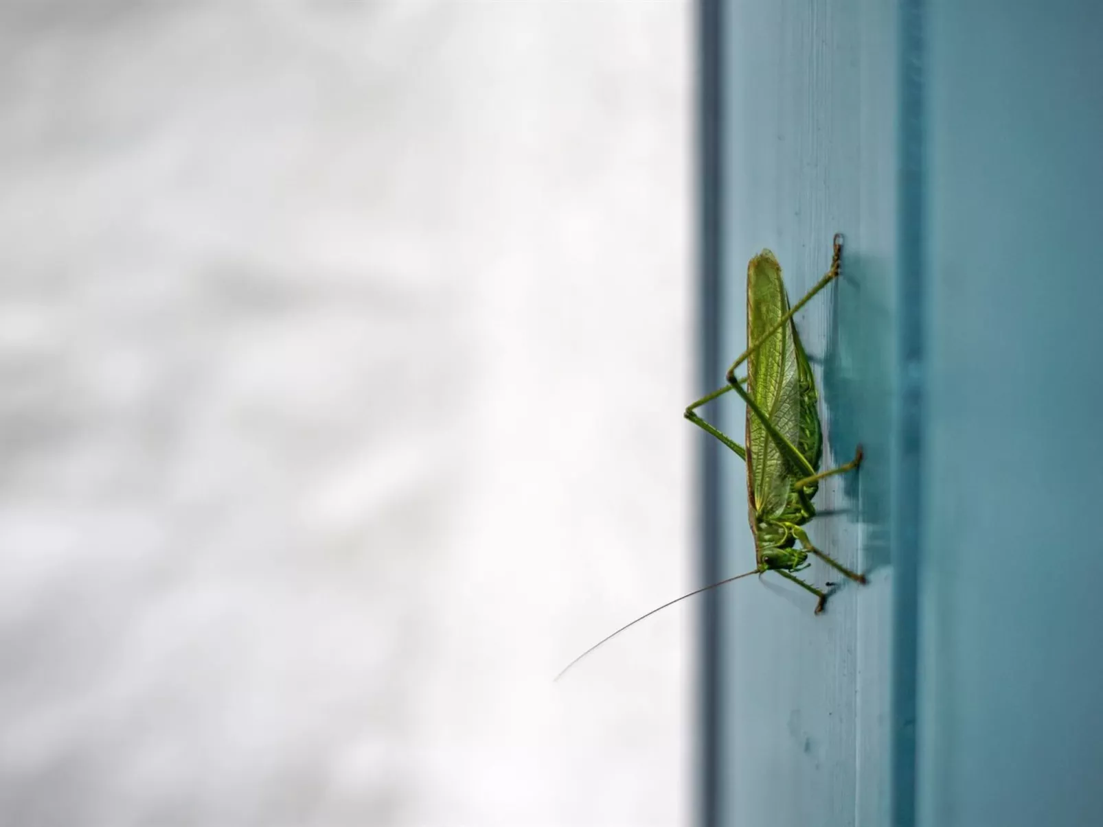 "Clausina" - 600m from the sea-Inside