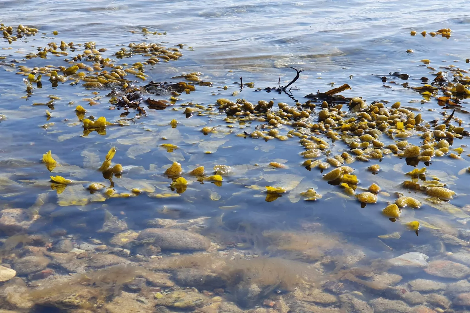 5 Personen Ferienhaus in Rørvig-By Traum-Wasserblick