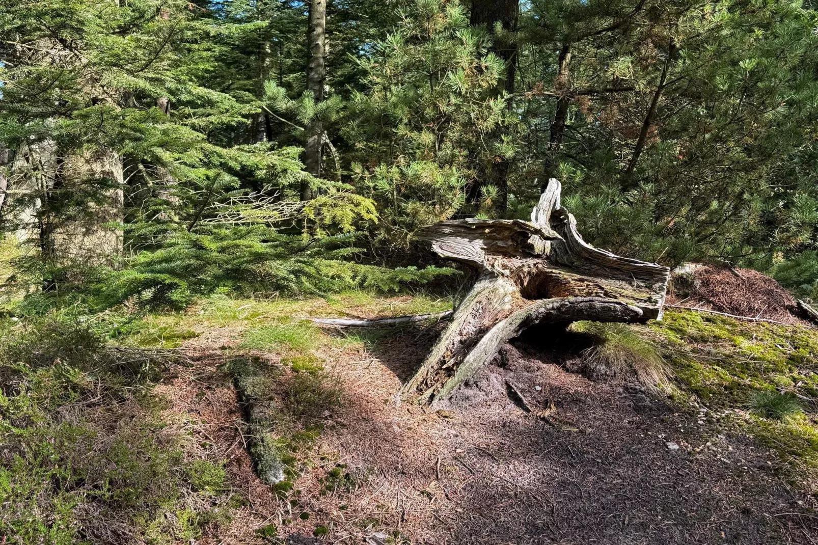 6 person holiday home in Henne-Untagged