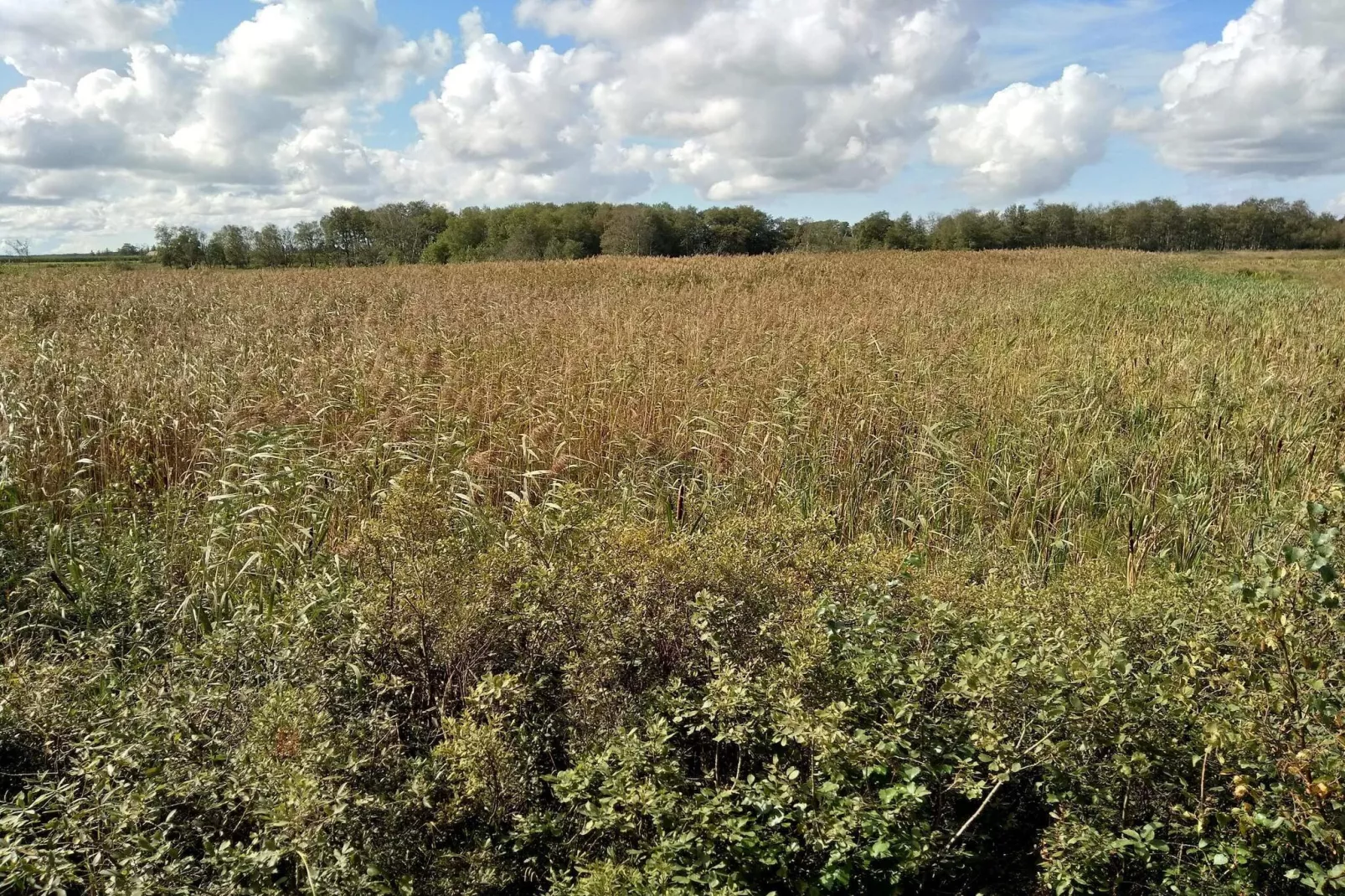 Maison de vacances pour 4 a Bredebro-By Traum-Non tagué