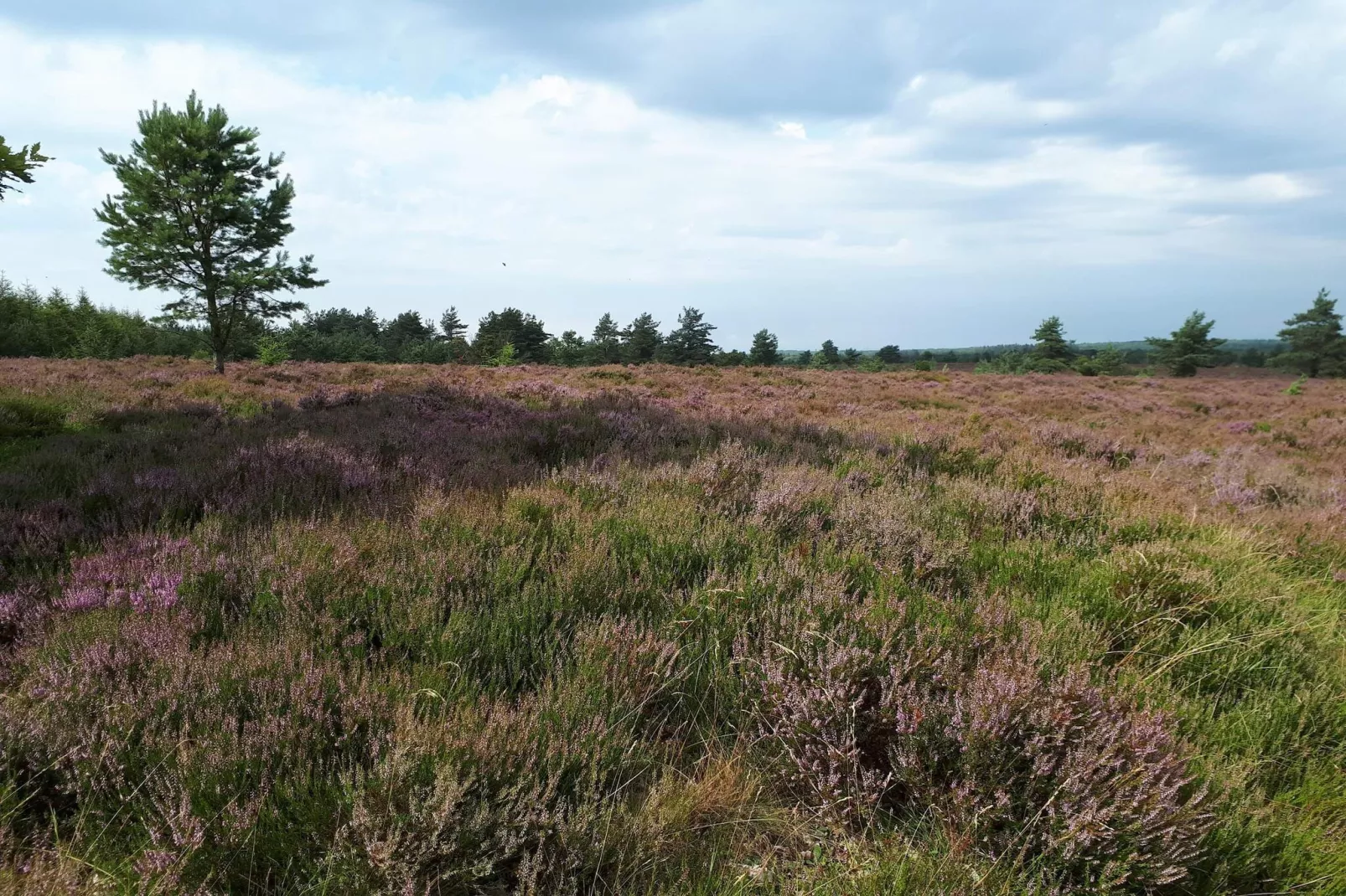 Maison de vacances dans le Jutland central-Non tagué