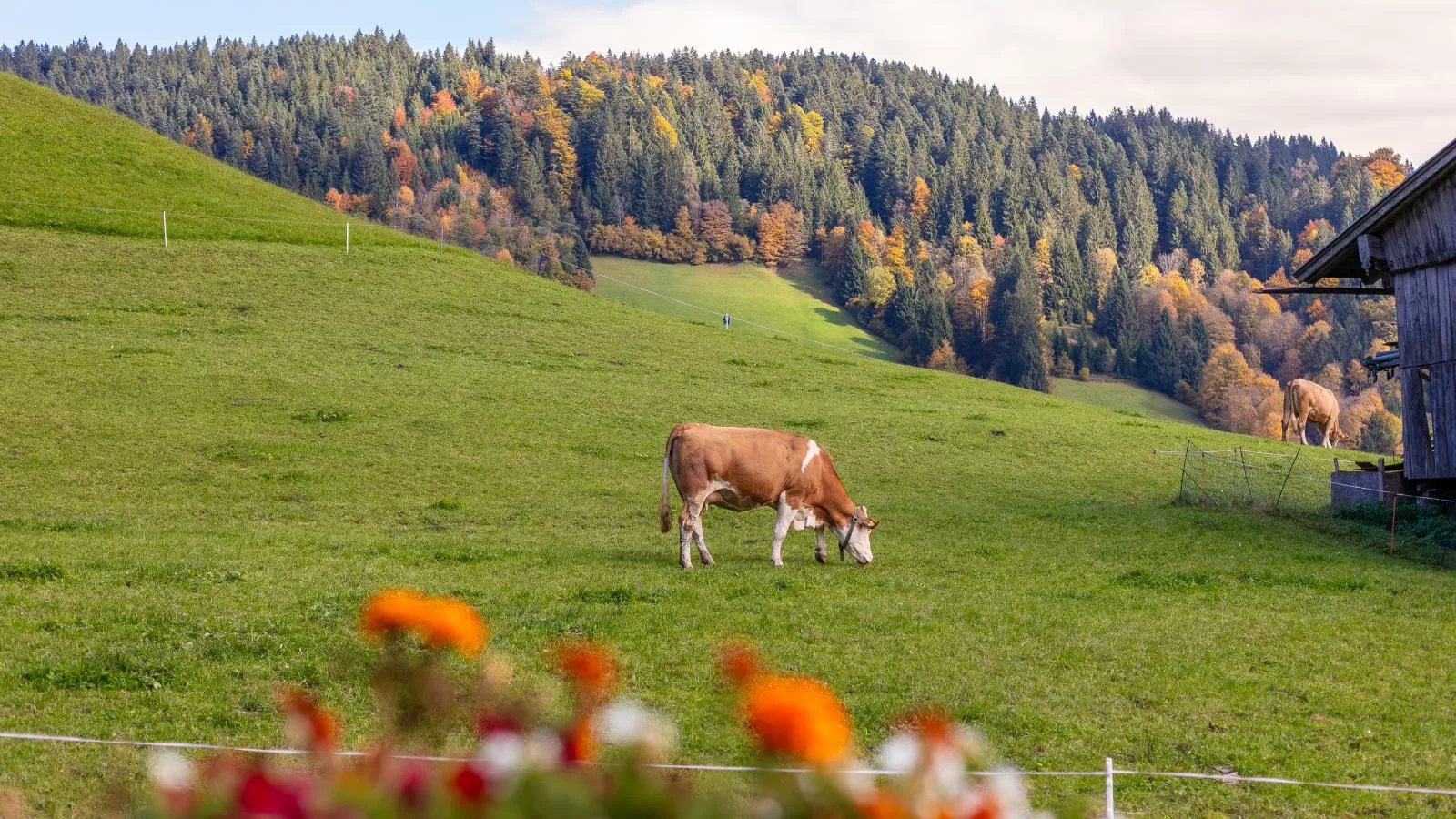 Tiroler Bergtraum Top 1