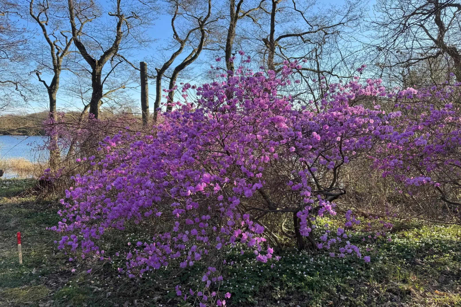 4 etoiles maison de vacances a Vedbæk-Non tagué