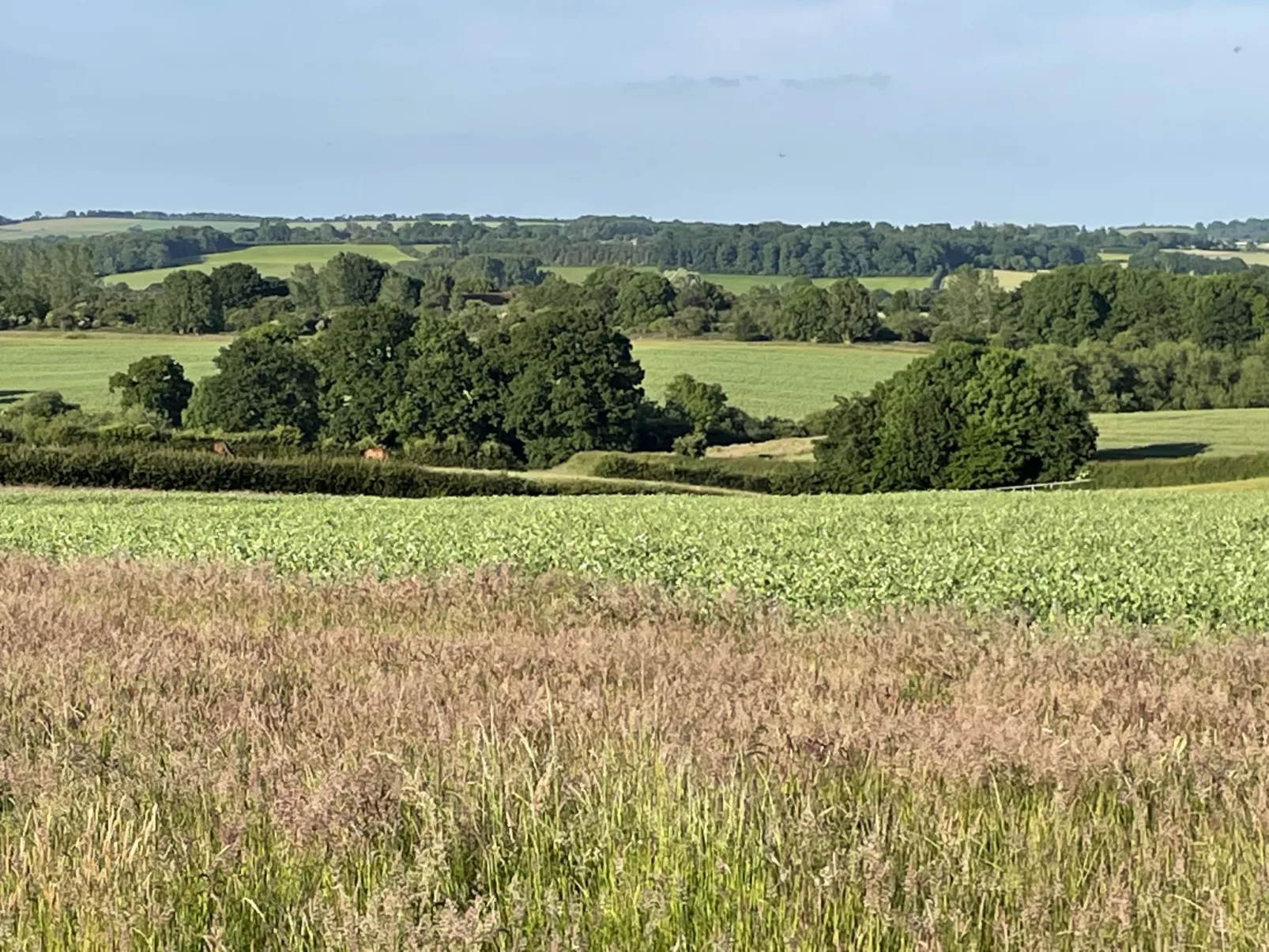 The Cornflower-Dedans