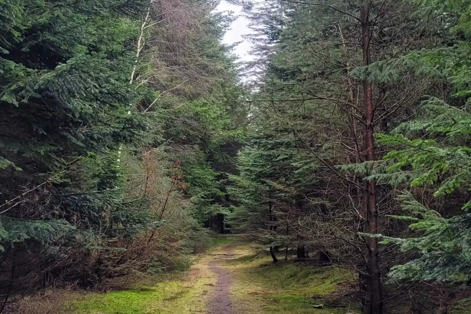 5 Sterne Ferienhaus in Blokhus-Im Freien