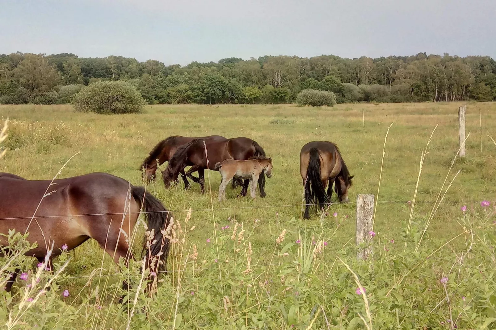 Maison de vacances pour 6 a Ebeltoft-Non tagué
