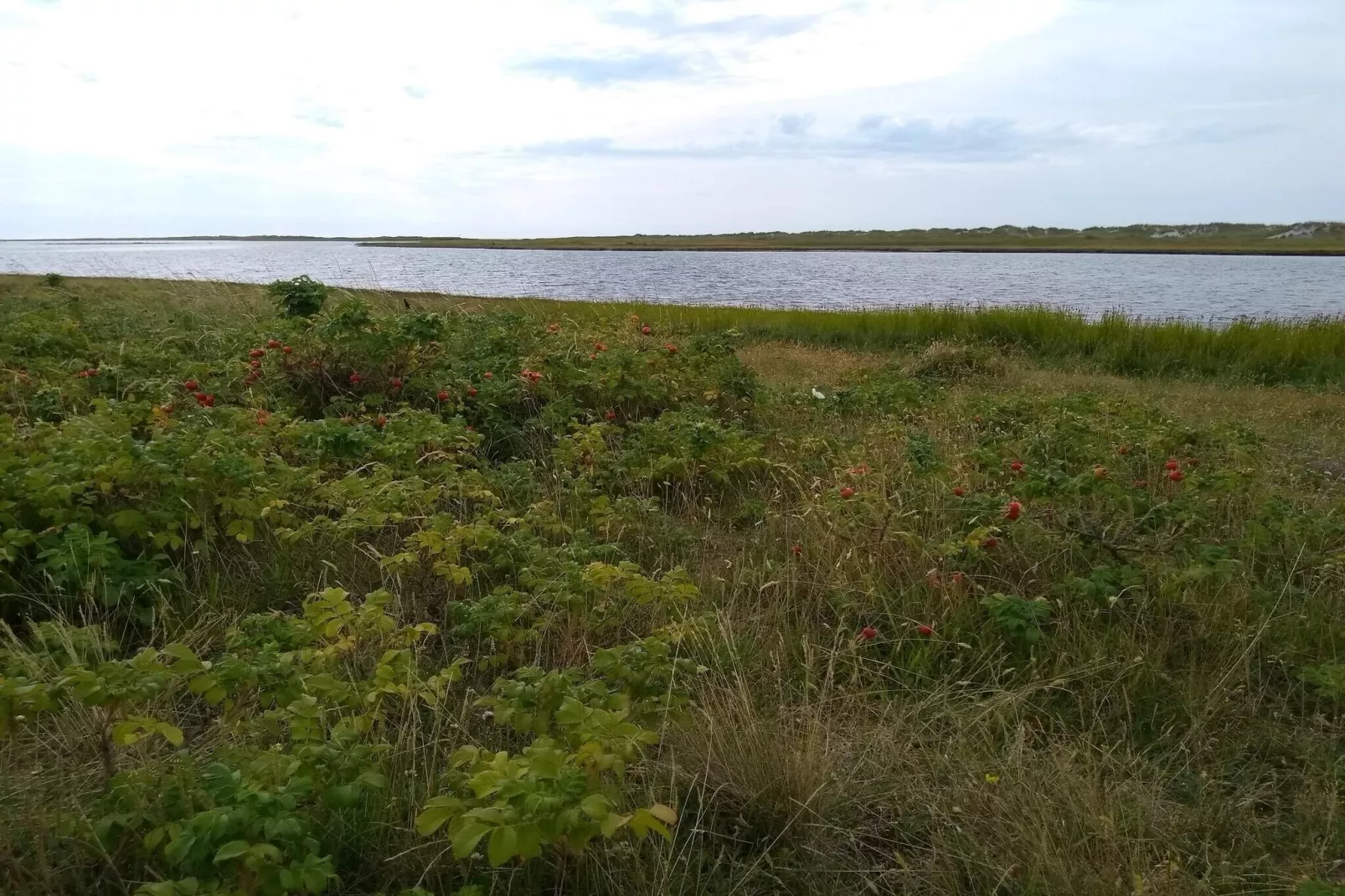 Maison de vacances pour 4 a Læsø-Vue sur l'eau
