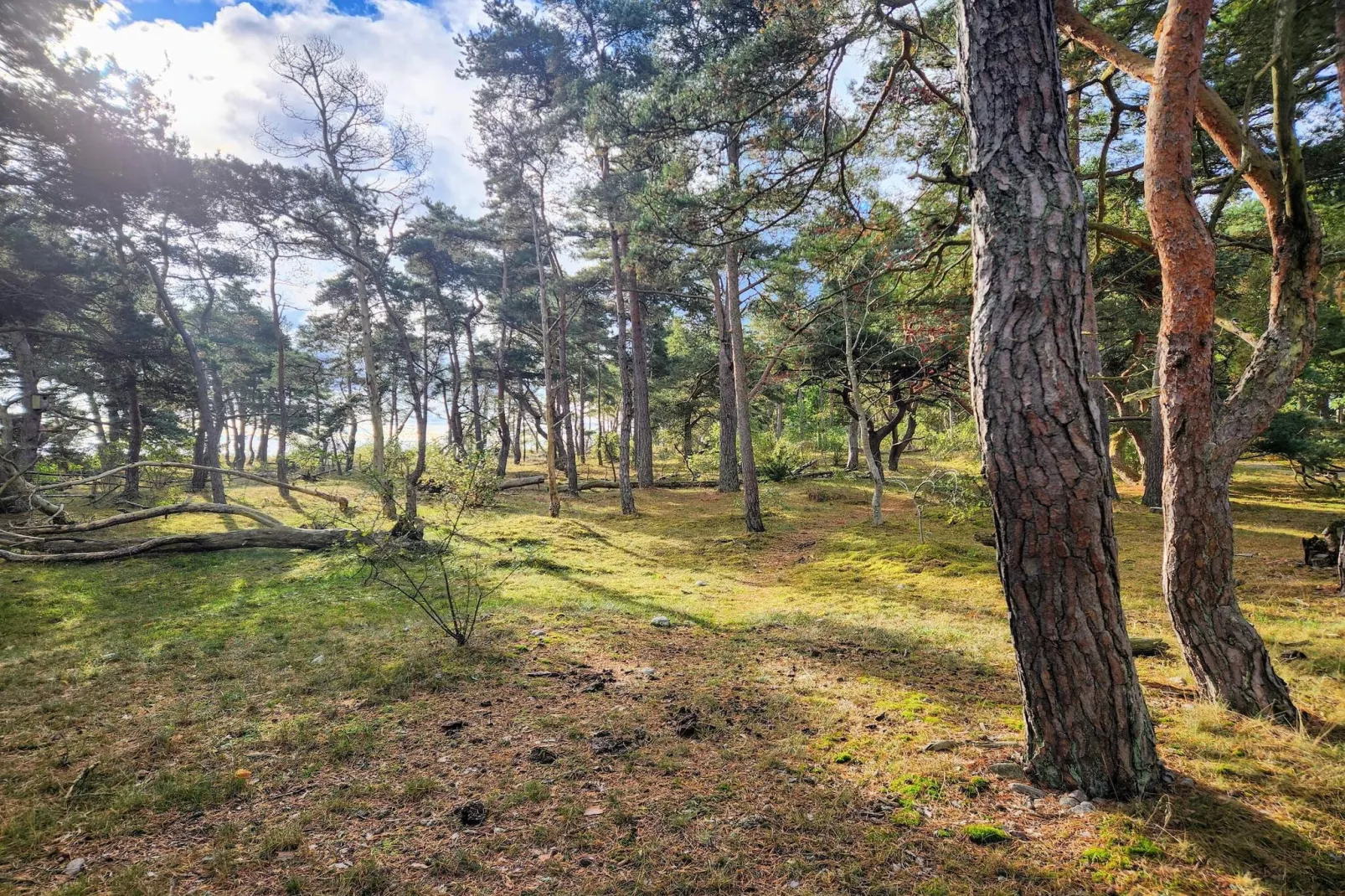 Maison de vacances pour 5 a HALTORP-By Traum