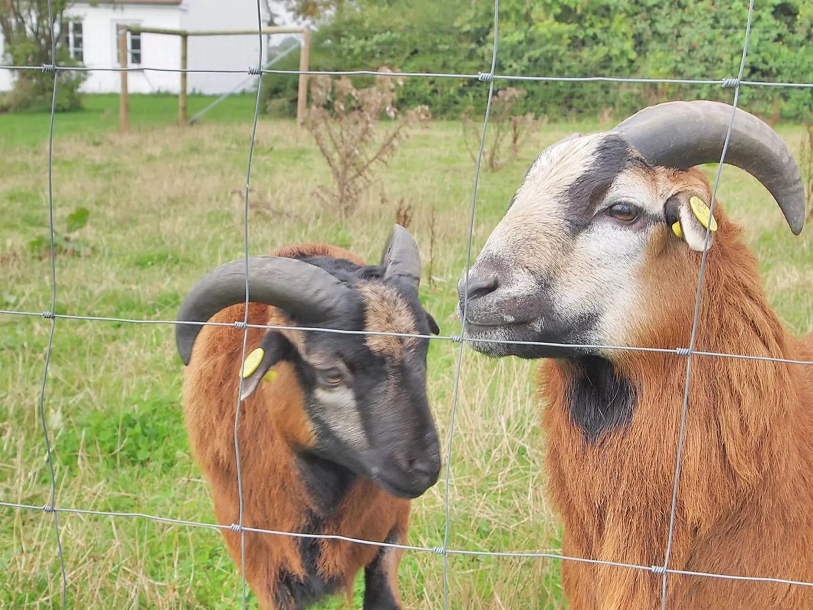 "Iorund" - 550m from the sea-Draußen