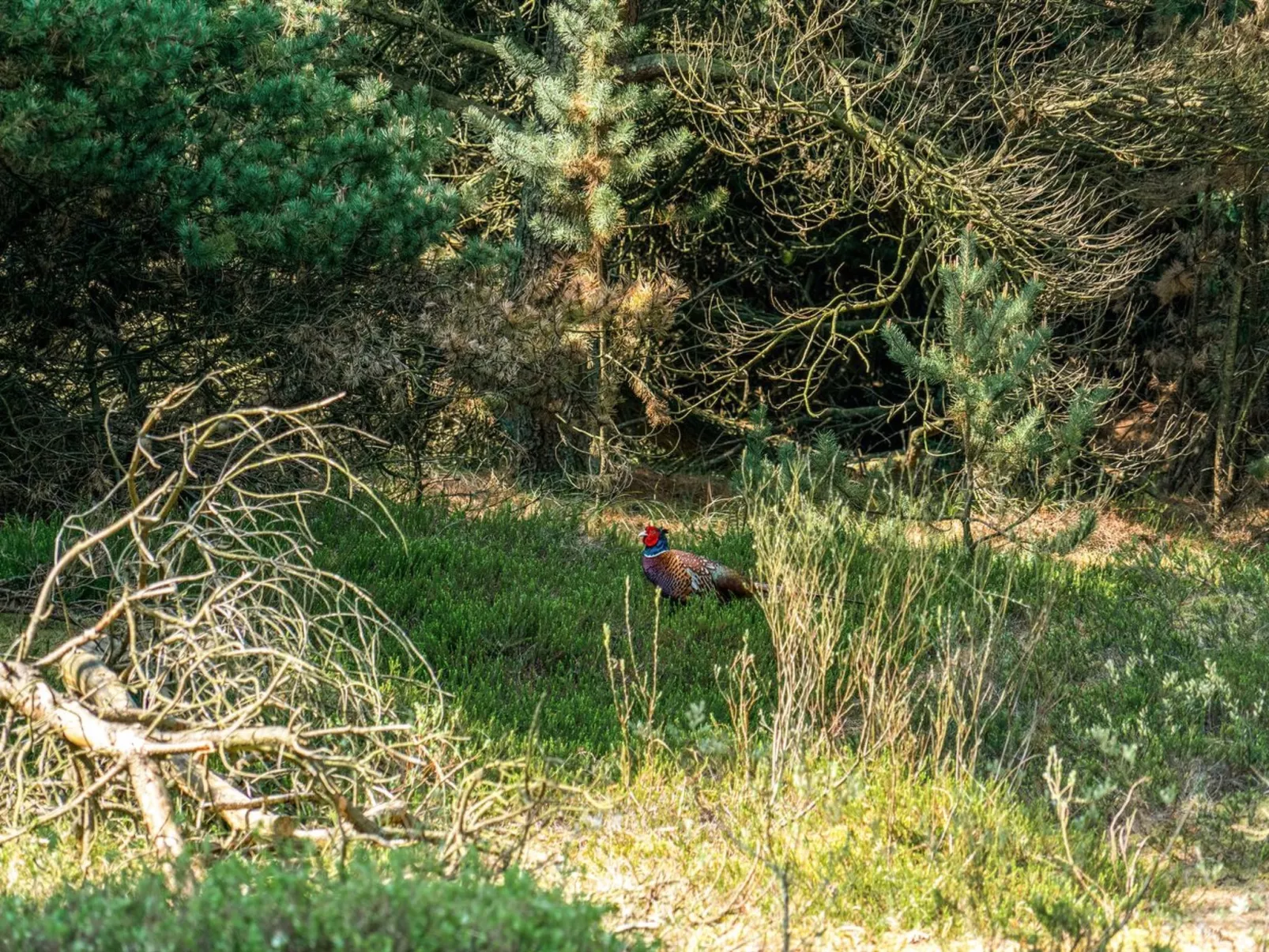 "Herborg" - 1km from the sea-Outside