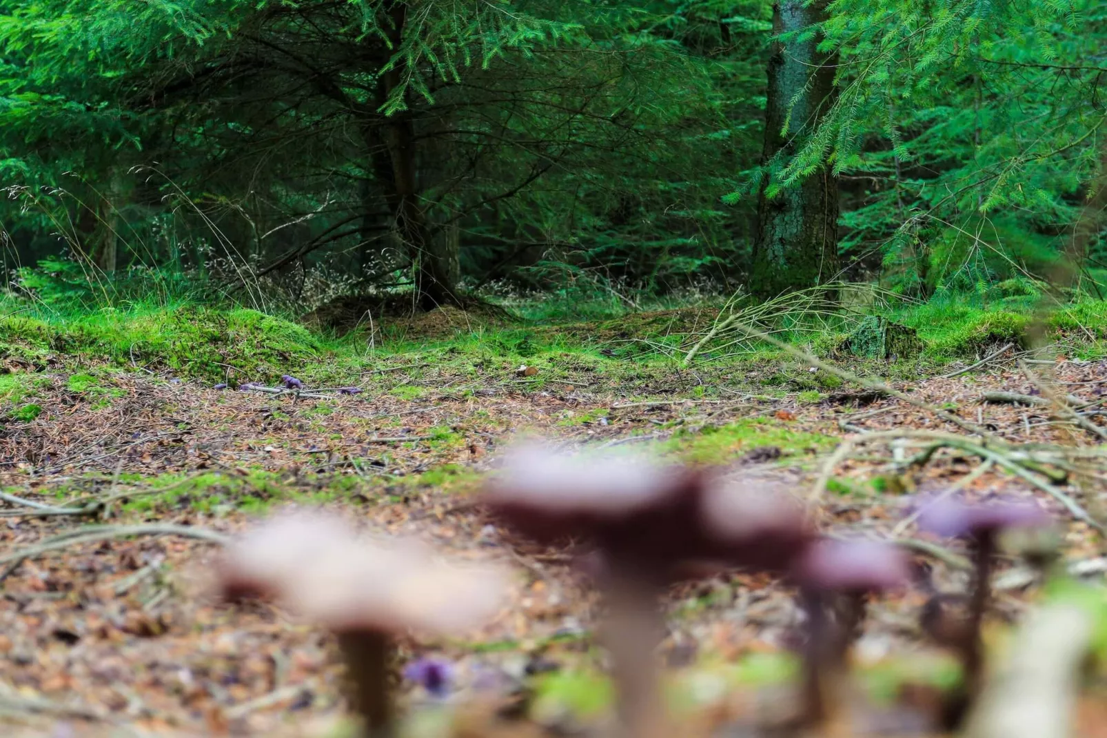 Maison de vacances dans le Jutland central-Non tagué