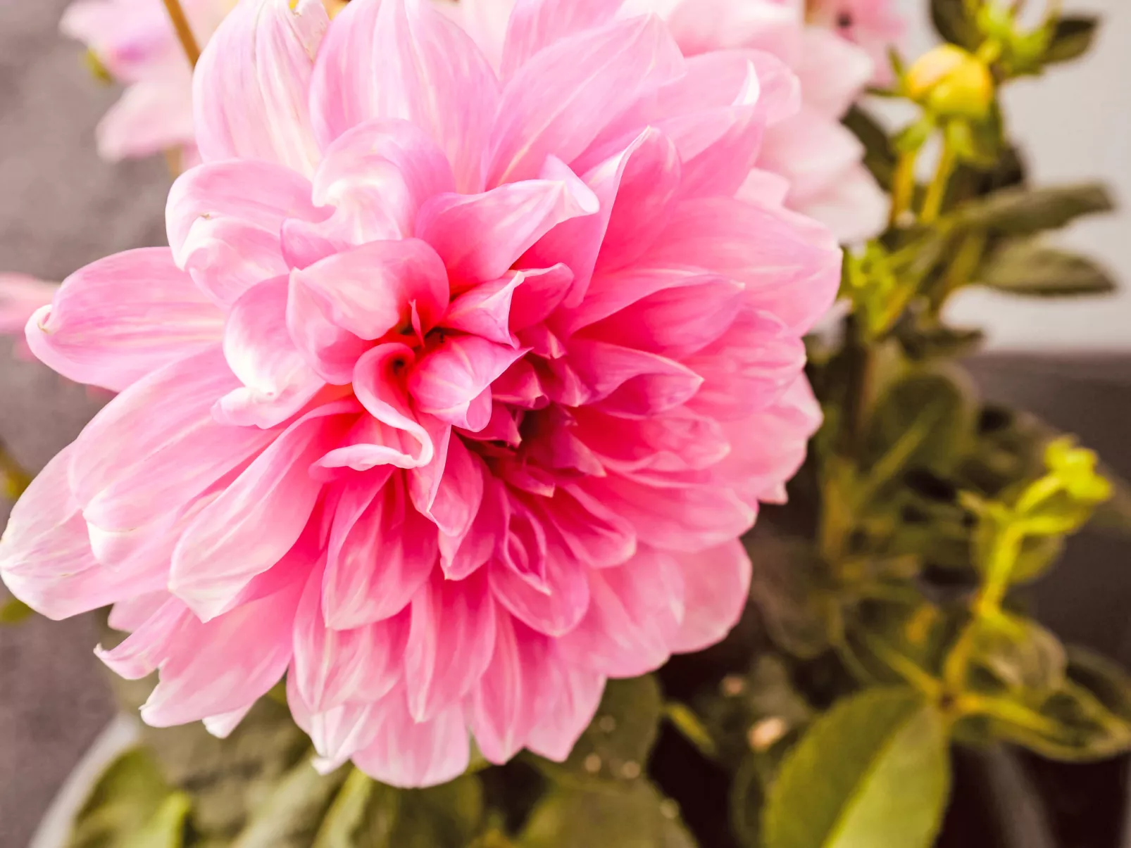 Jagerstüberl-60qm EG mit gr Terrasse-Dedans