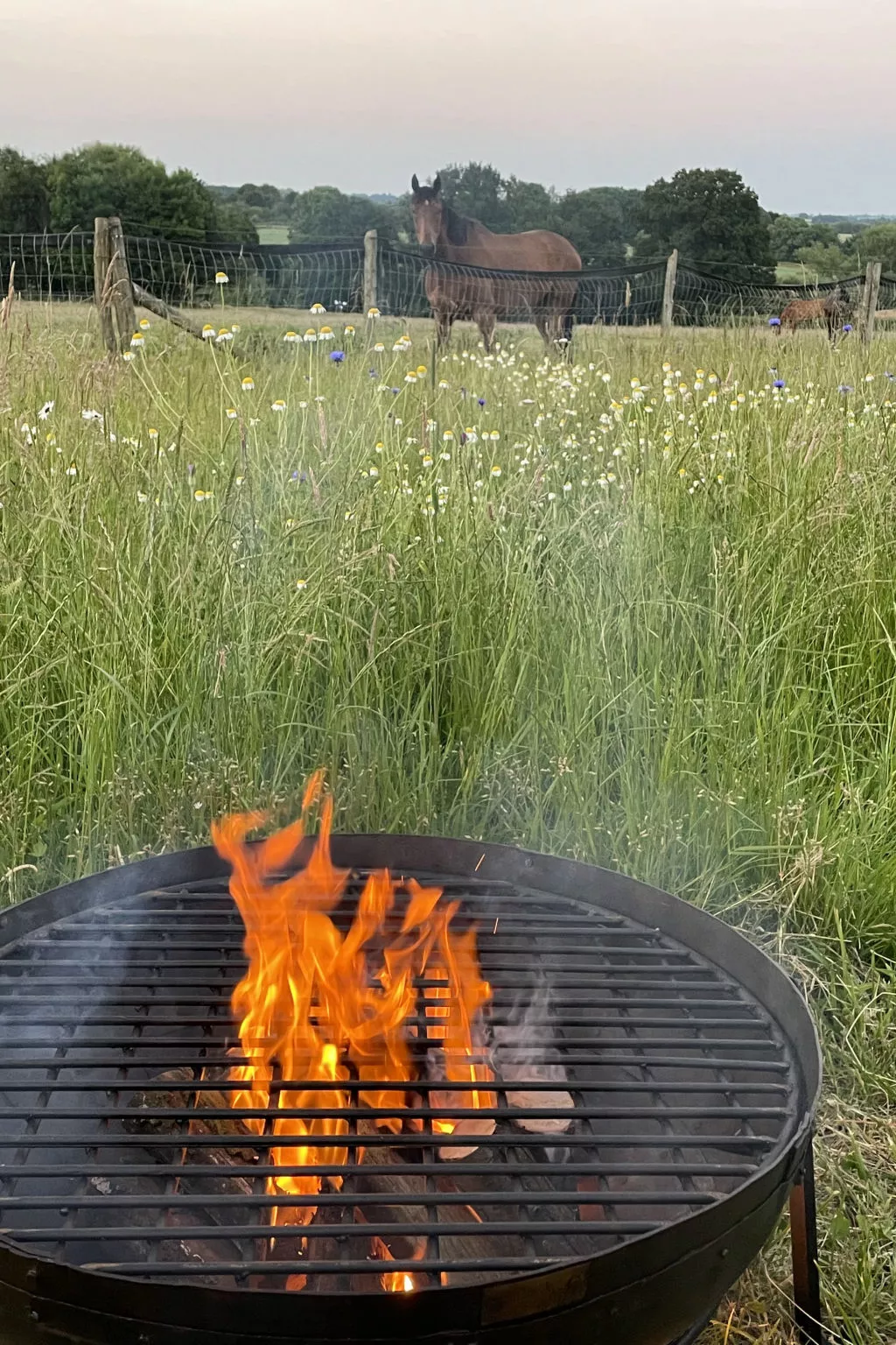 The Cornflower-Dedans