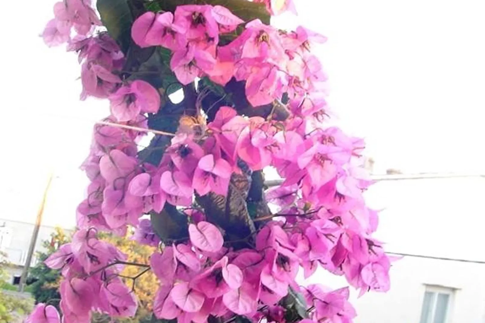 Apartments A&N Pakoštane - One Bedroom Apartment with Sea View and Balcony (A1)-Outdoor