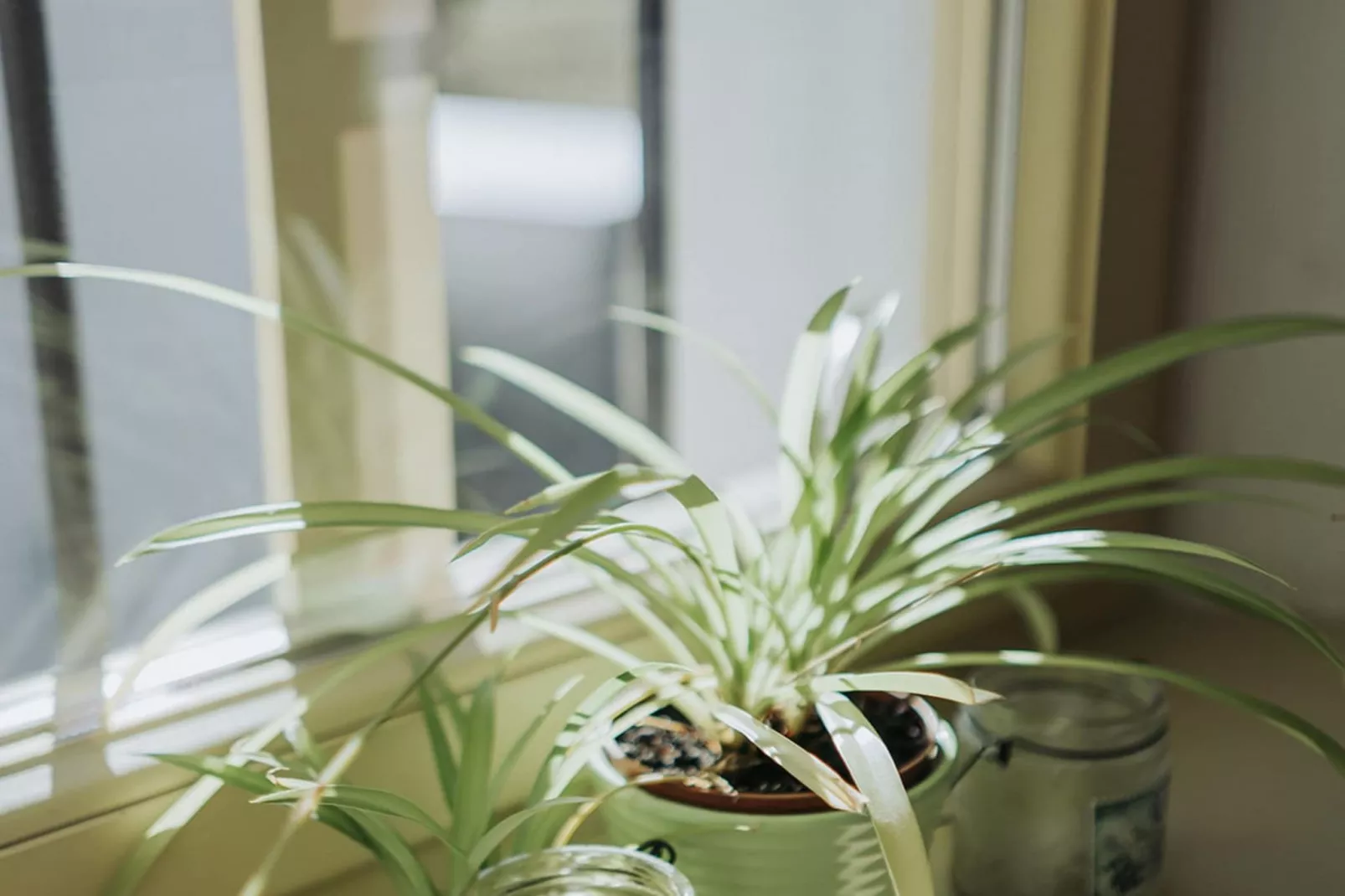 Enchanted Misty Valley Cottage Apartments - Classic One Bedroom Apartment (owner 2)-Innenbereich