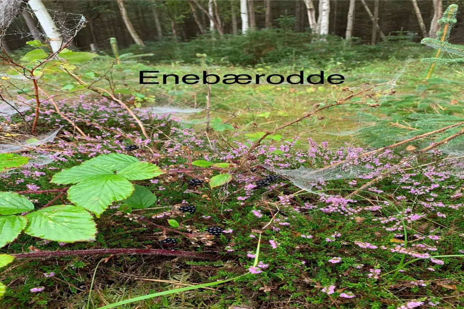 5 Sterne Ferienhaus in Otterup-Nicht zugeordnet