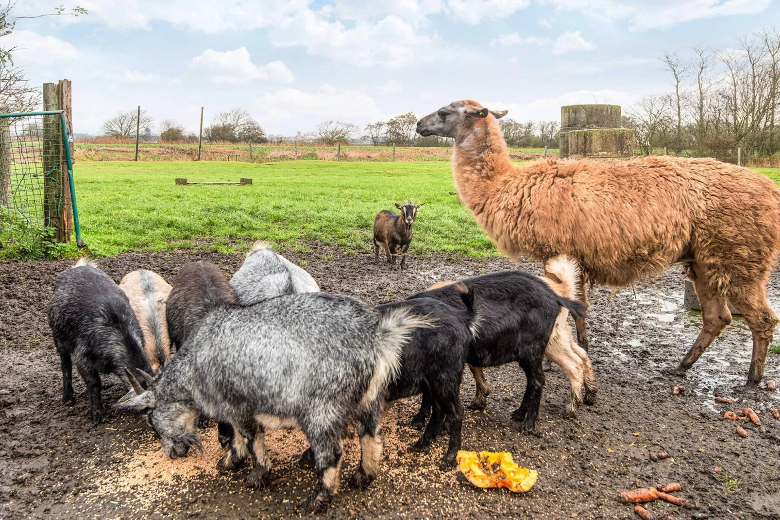 4 Personen Ferienhaus in Højer-Nicht zugeordnet