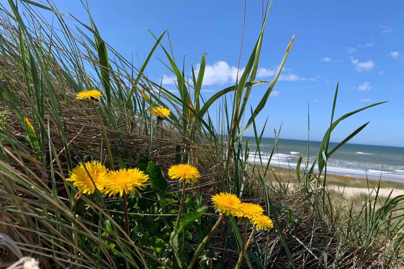 Bright Dune View Cottage-By Traum-Water view