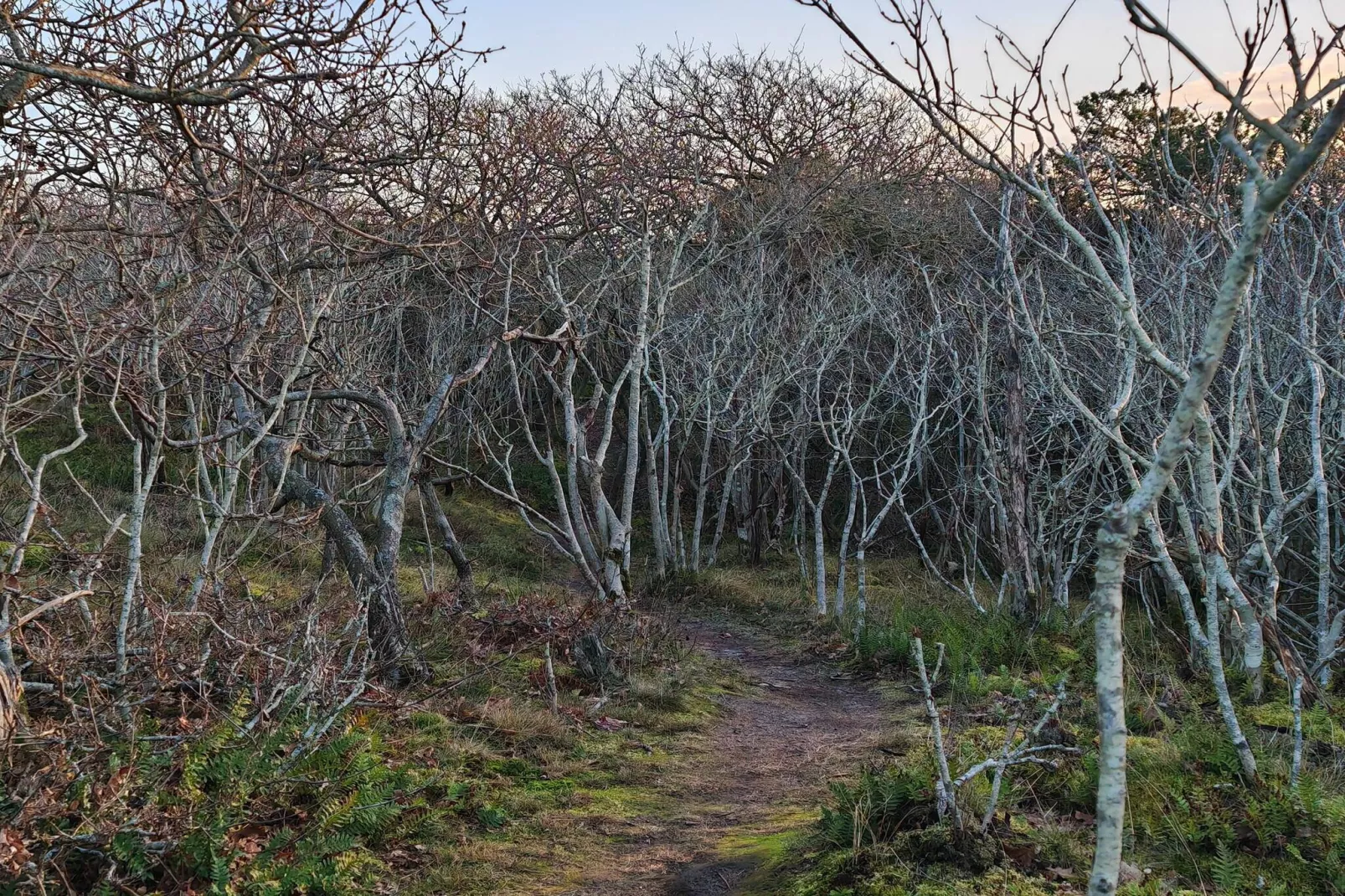 4 Personen Ferienhaus in Skjern-By Traum-Nicht zugeordnet