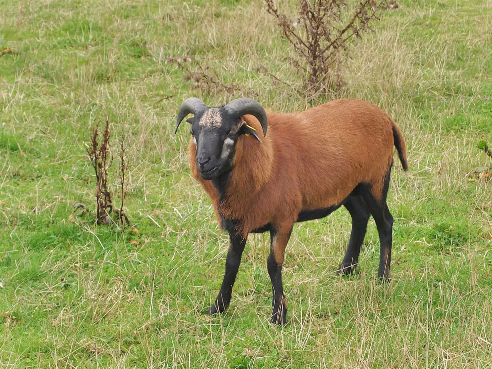"Iorund" - 550m from the sea-Draußen