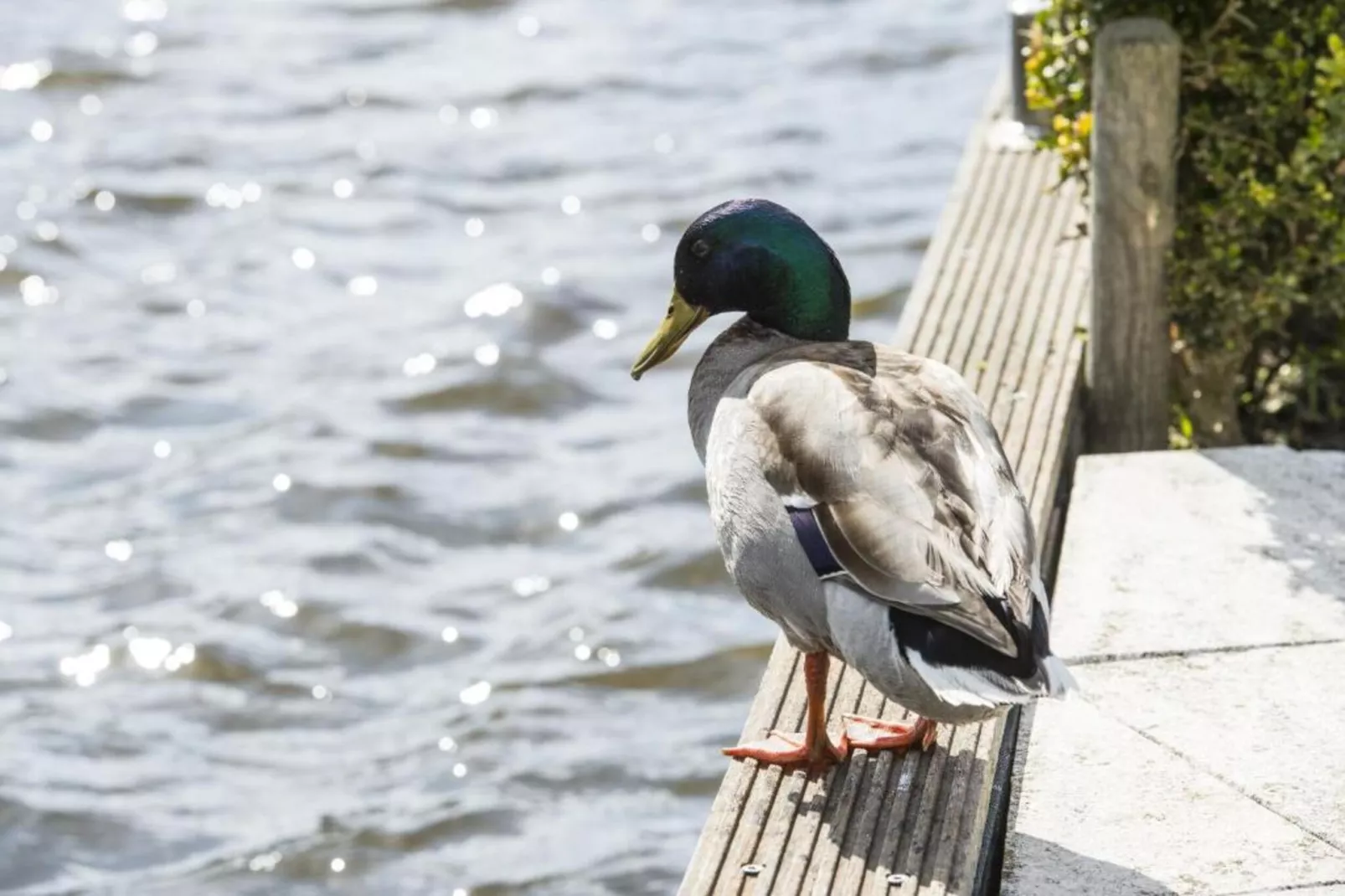 MarinaPark Nieuw Loosdrecht 2-Gebiete Sommer 20 km