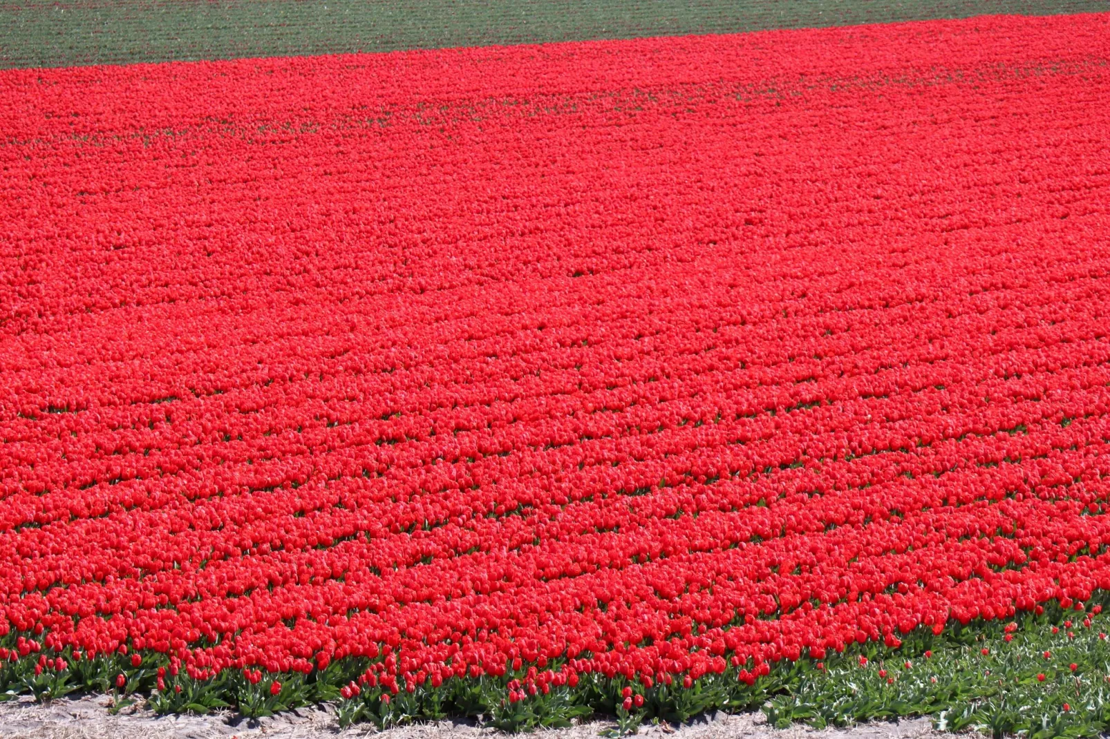 Vossehoeck 2-Gebiete Sommer 5 km