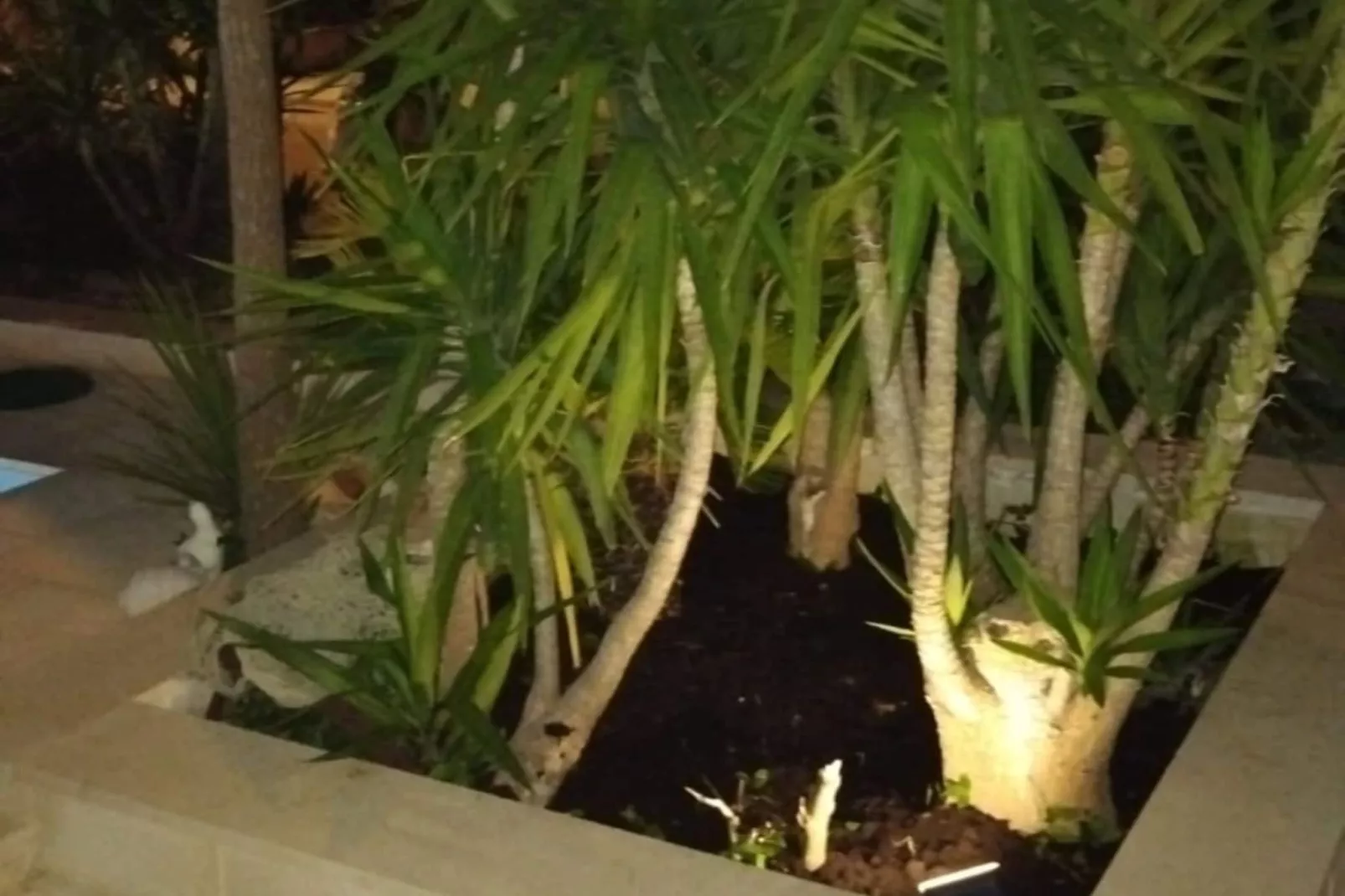 Villa Marija - Five Bedroom Villa with Terrace and Swimming Pool-Gardens in summer