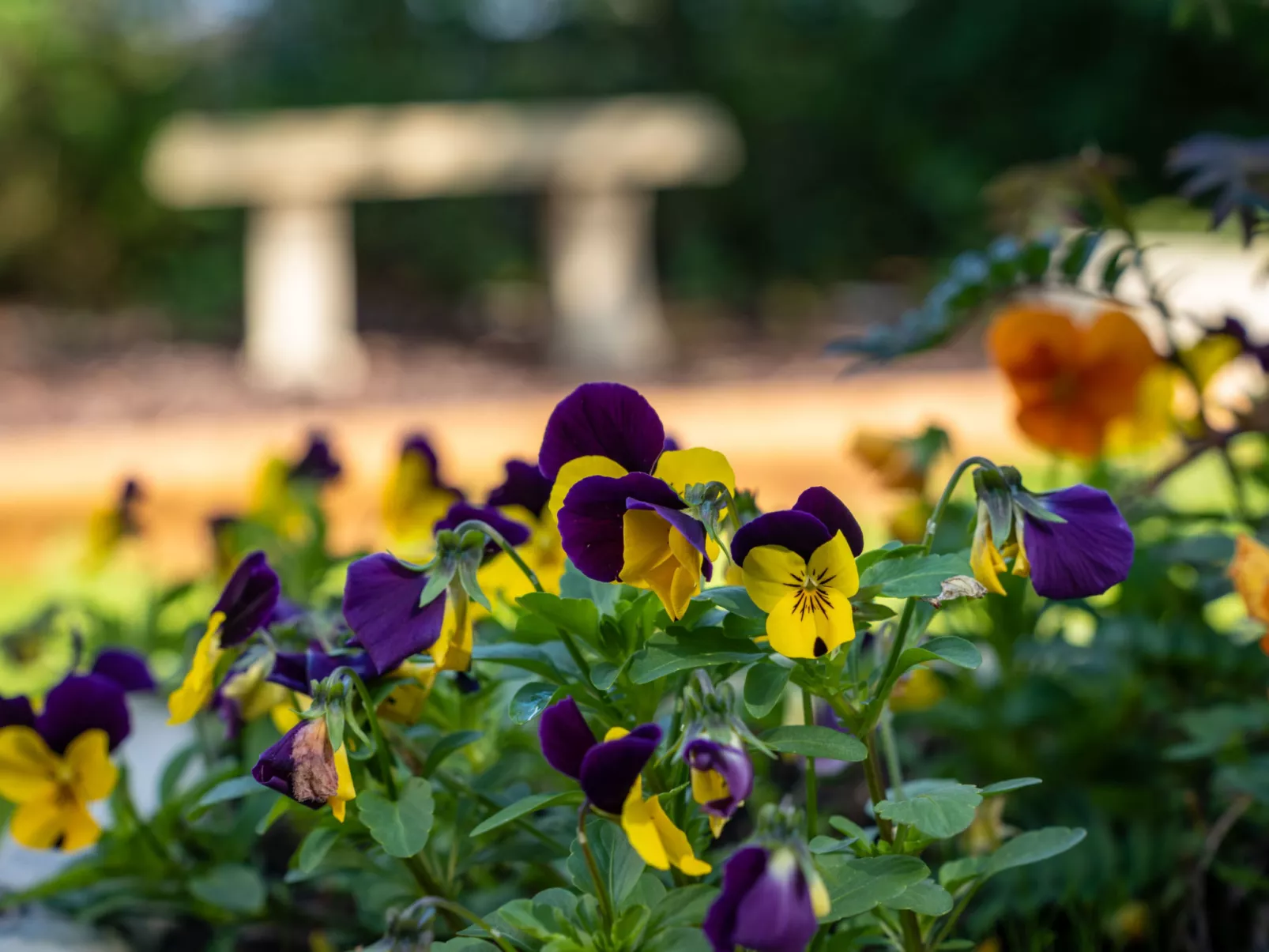 The Annexe at Rosebud Cottage-Dehors