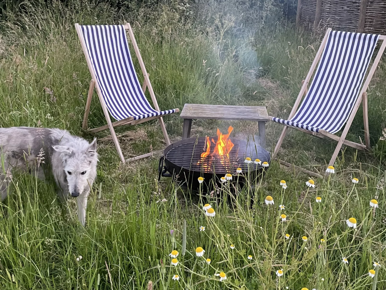 The Cornflower-Dedans