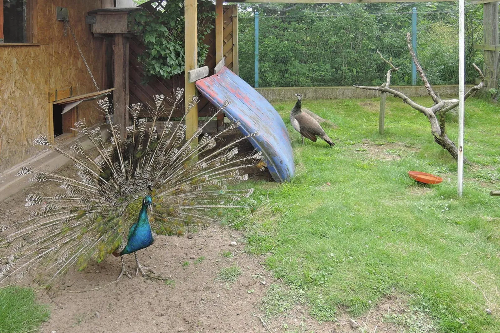 Holiday home Kolczewo 55 qm 5 Pers-Garten Sommer