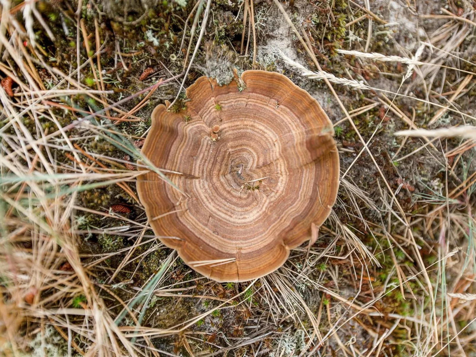 "Keke" - 2.5km from the sea-Outside