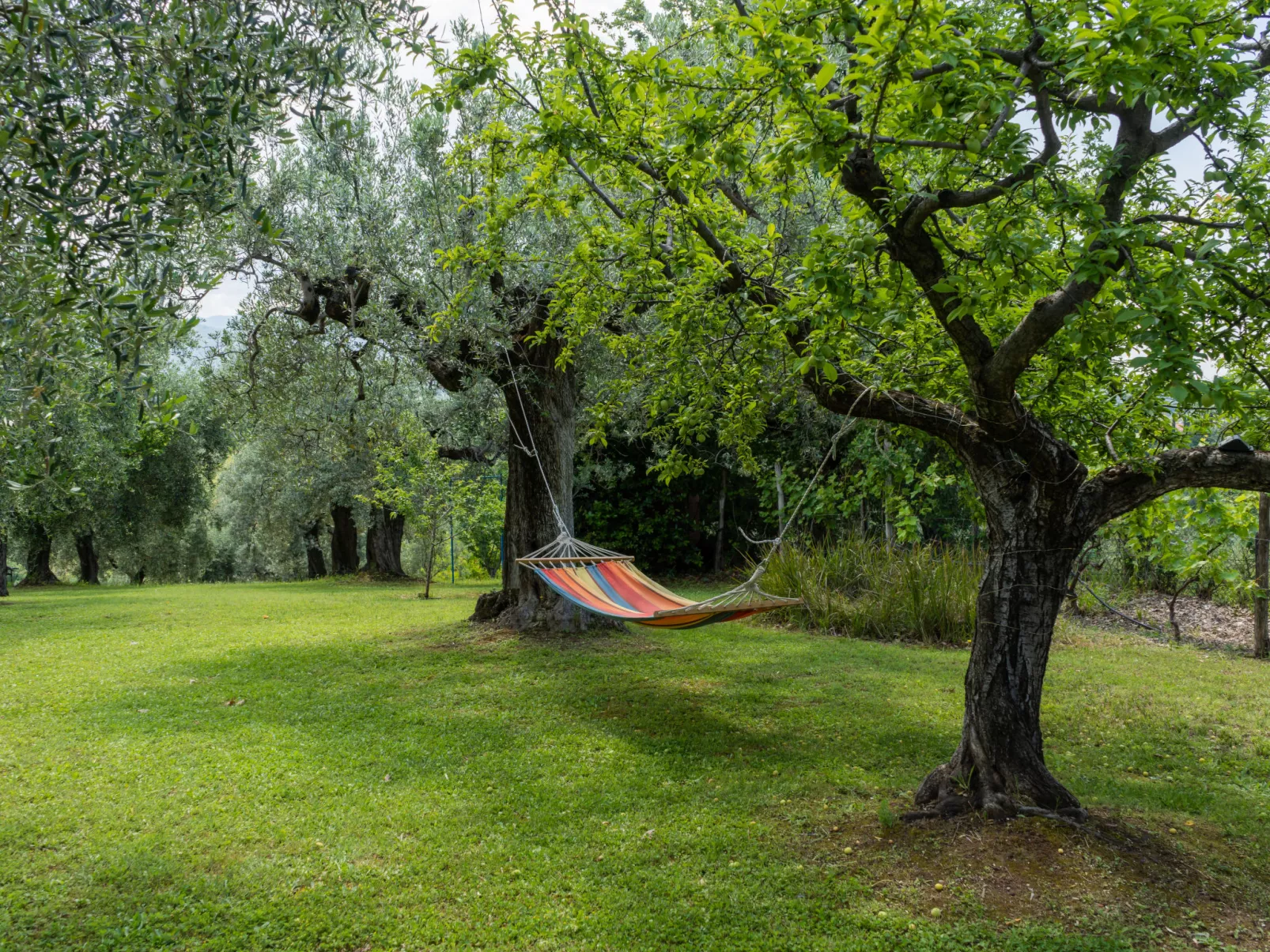 Olive Grove Sabina-Outside