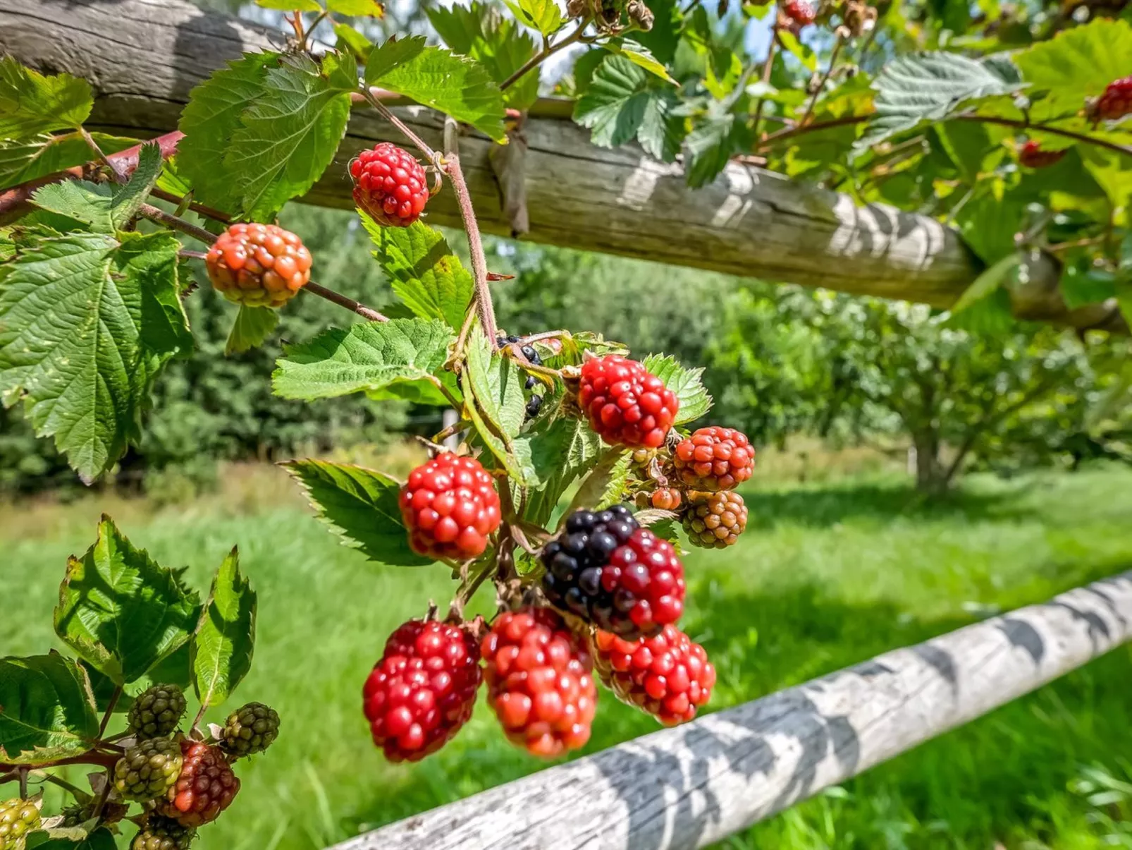 "Jyrki" - 100m from the sea-Dehors